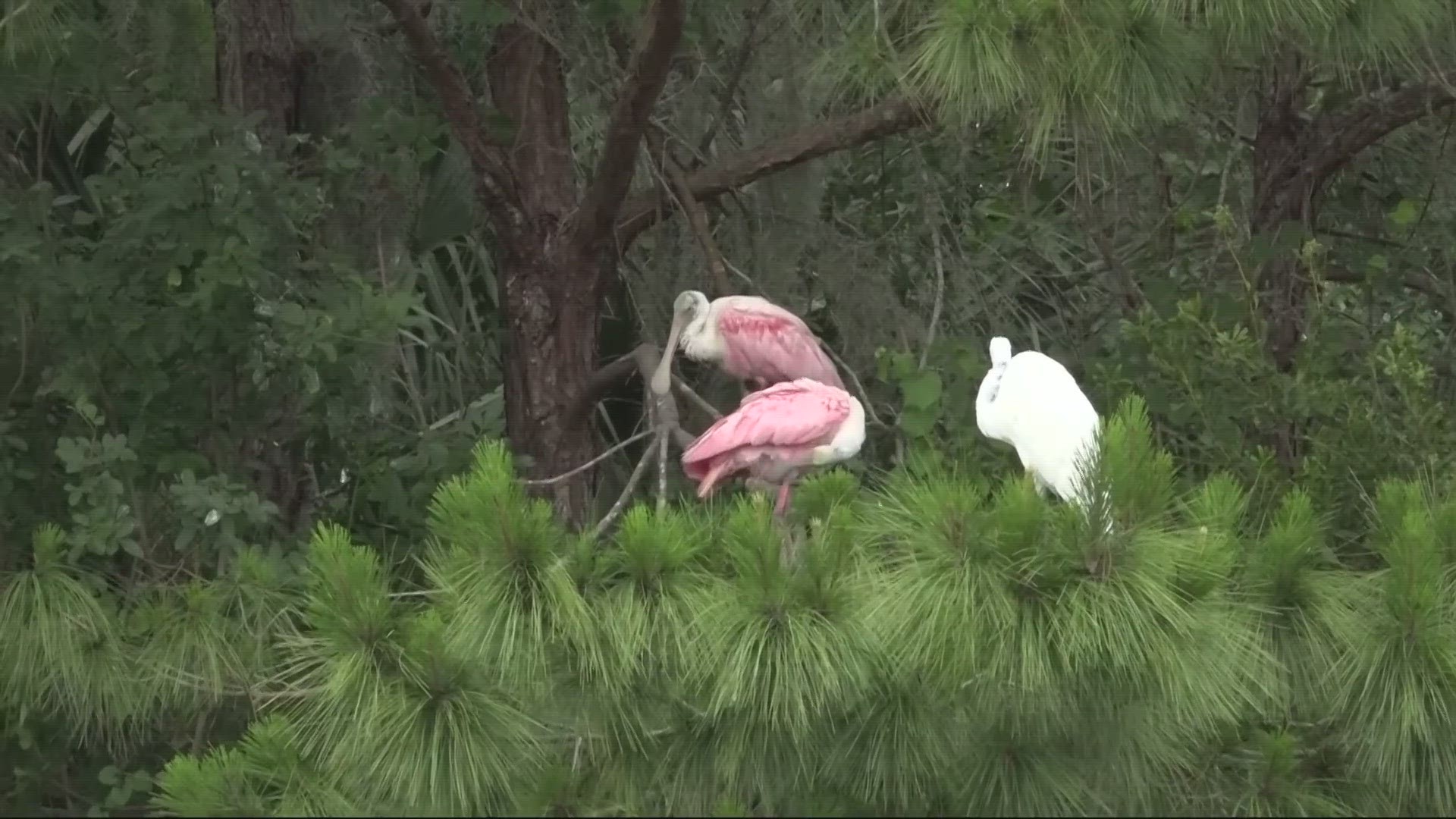 Dozens of rosette spoonbills are at risk of losing their nesting spots on the First Coast.