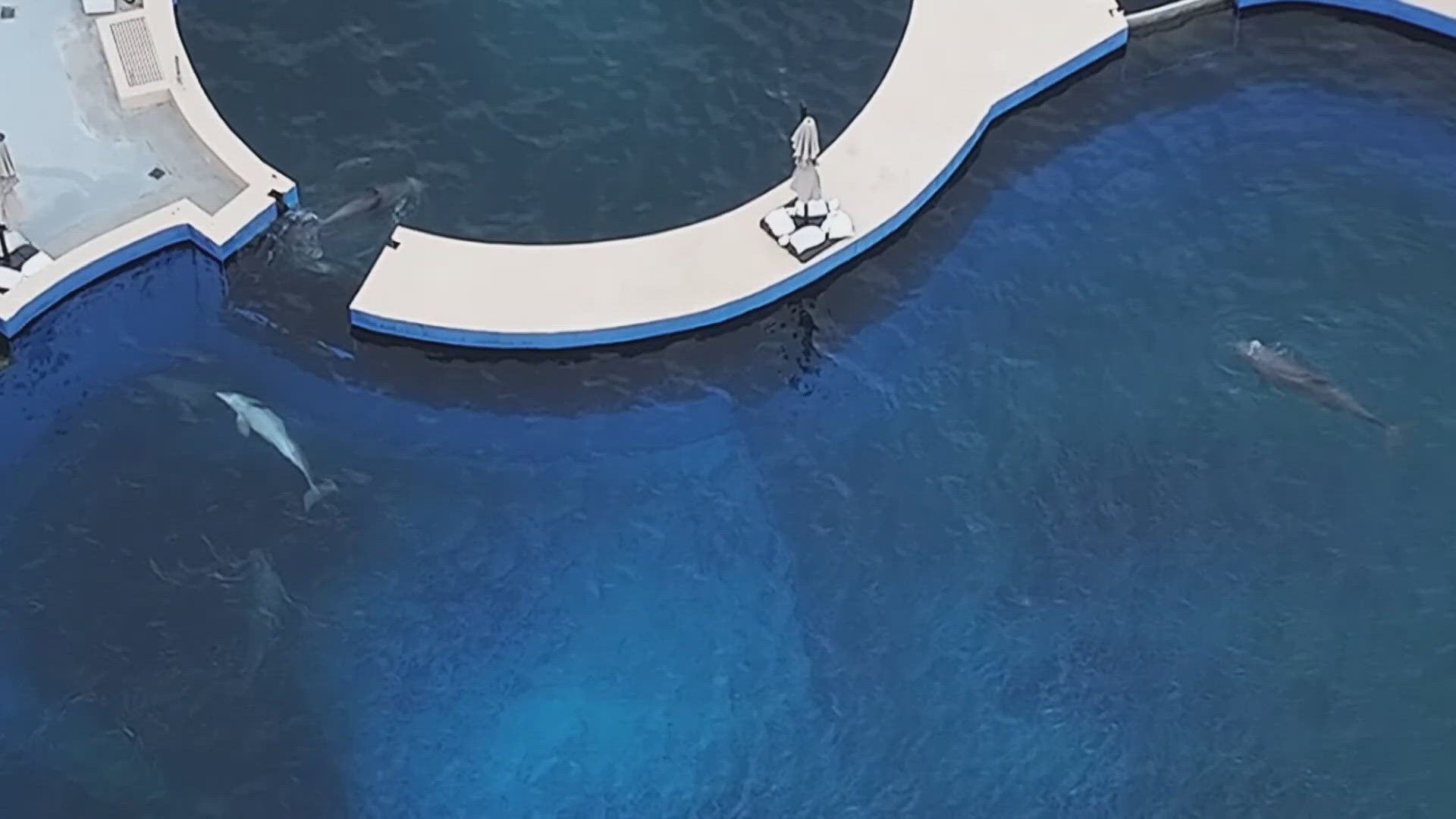 A dolphin researcher said he and others were "cut out" of the bidding process, but now they feel they have a fighting chance at buying and saving Marineland. 