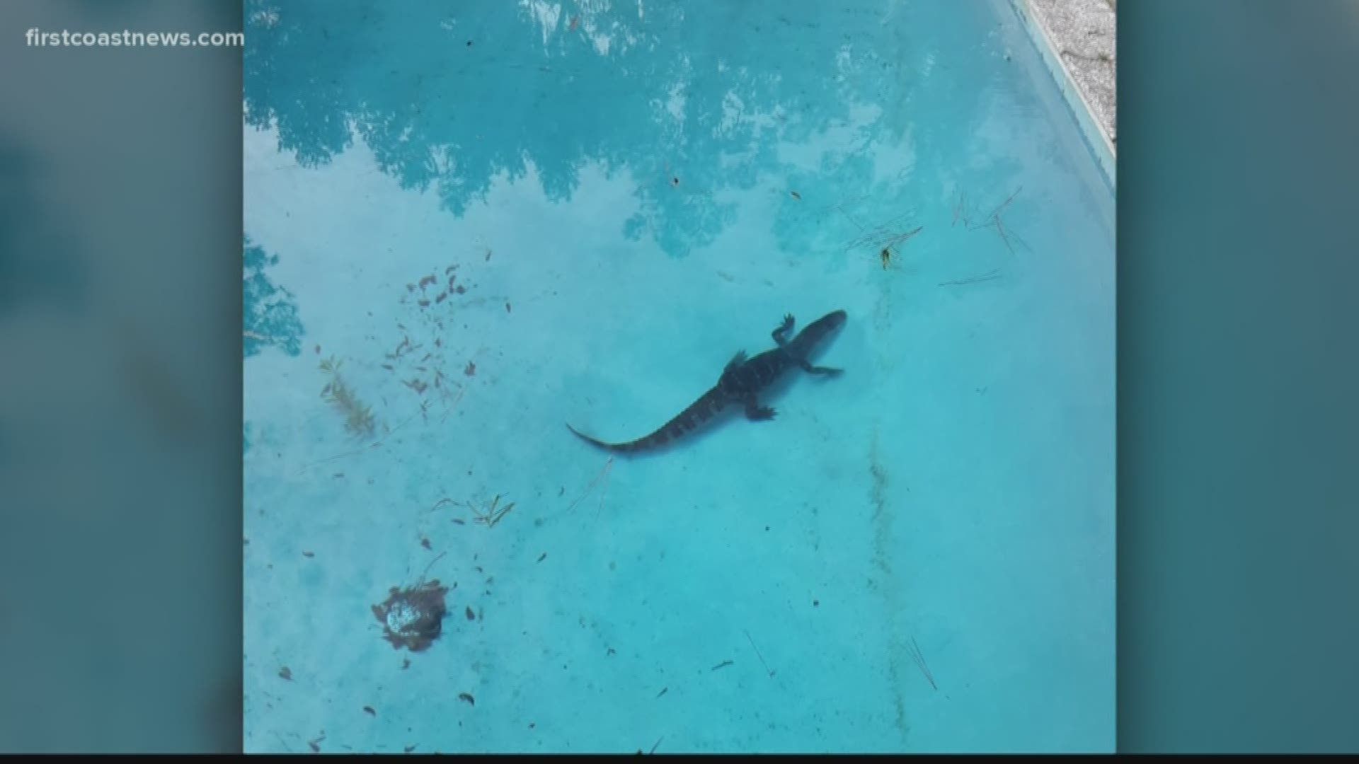 A swimming pool technician found a gator swimming laps in a Georgia homeowner's pool Friday.