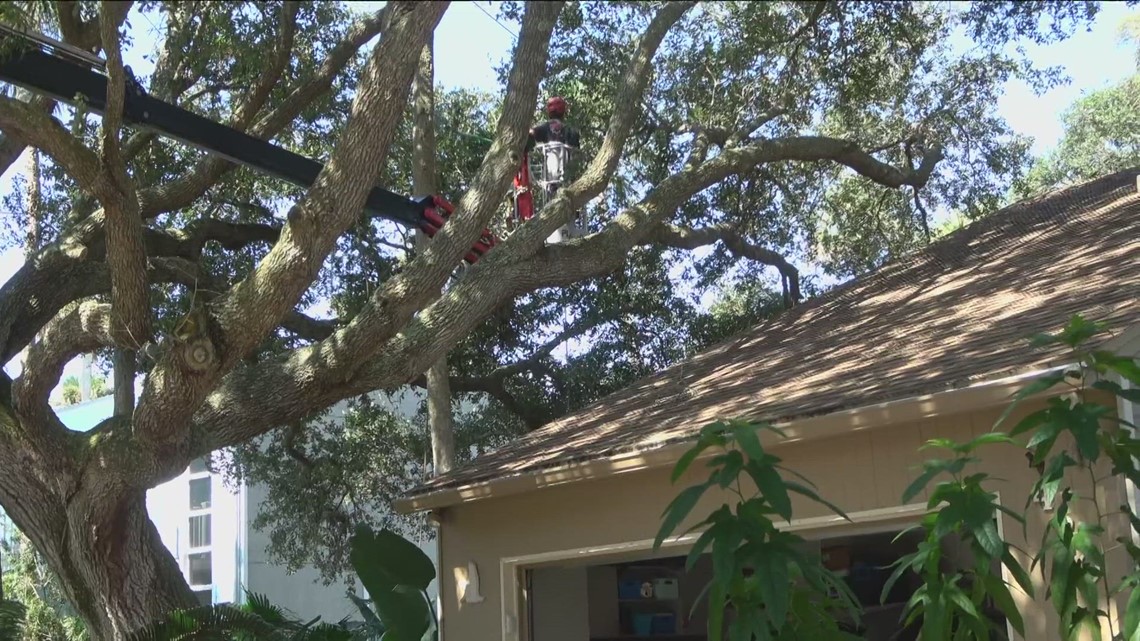 5 steps for Jacksonville homeowners on how to save their trees - Vimarsana News