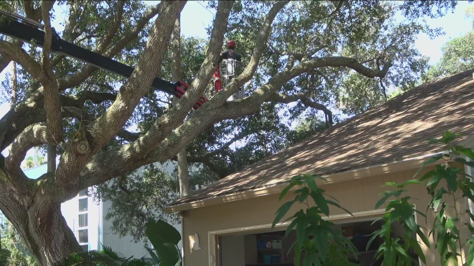 Homeowners are upset at insurance companies saying their policies will be canceled if they don't chop down tree limbs. Here's how to fight back and win.
