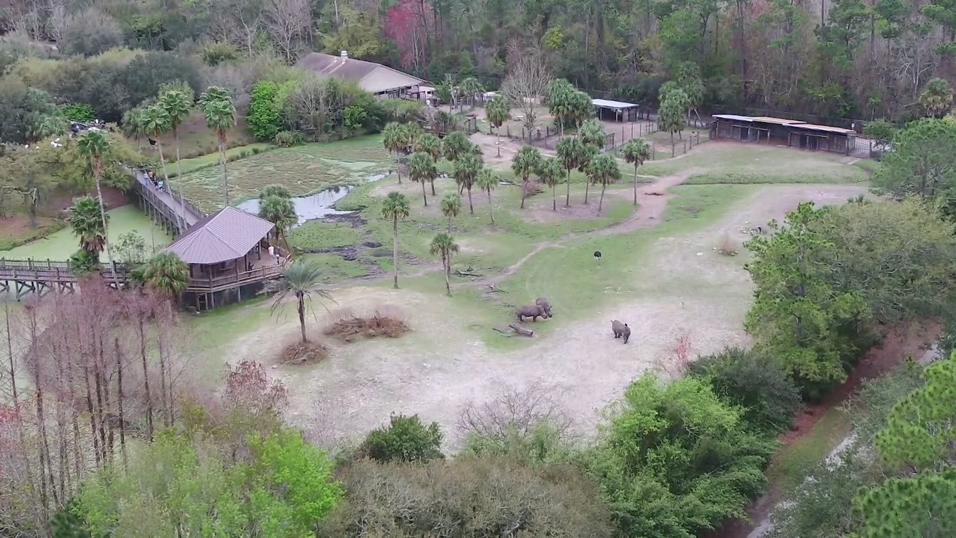 On Tuesday, a female zookeeper was struck by a rhino during routine training at the Jacksonville Zoo and Gardens. This is aerial footage of the rhino exhibit.