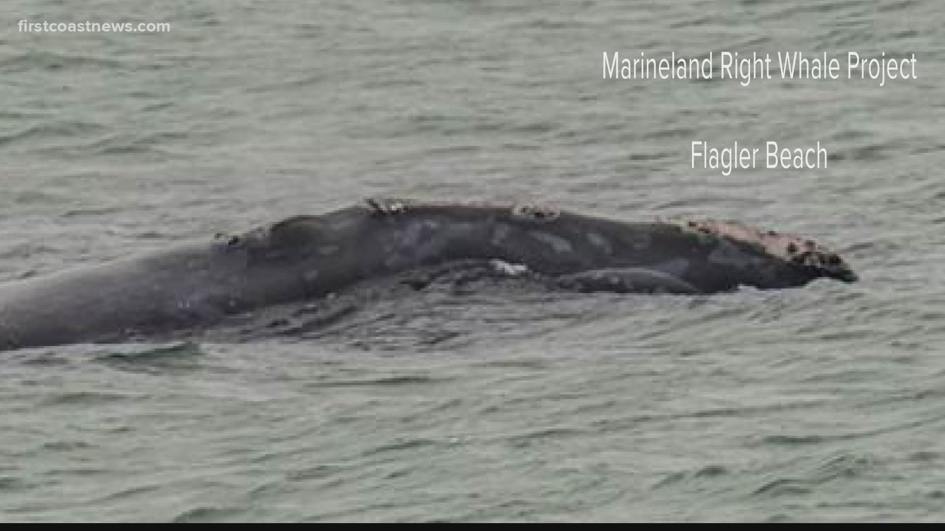 The North Atlantic Right Whale was spotted off the south Georgia and north Florida shores a few times since the weekend.