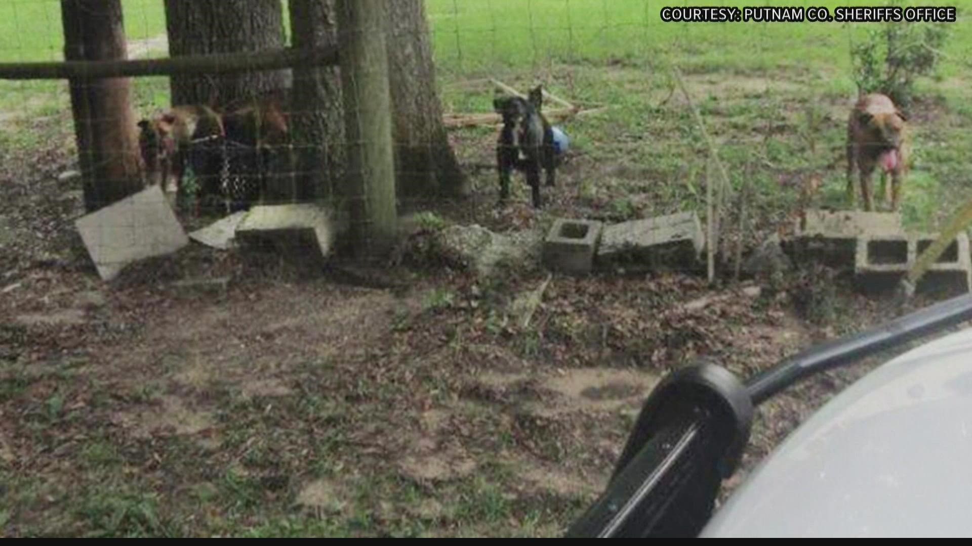 The attack happened Sunday in Interlachen after the dogs busted out of their fenced in yard.