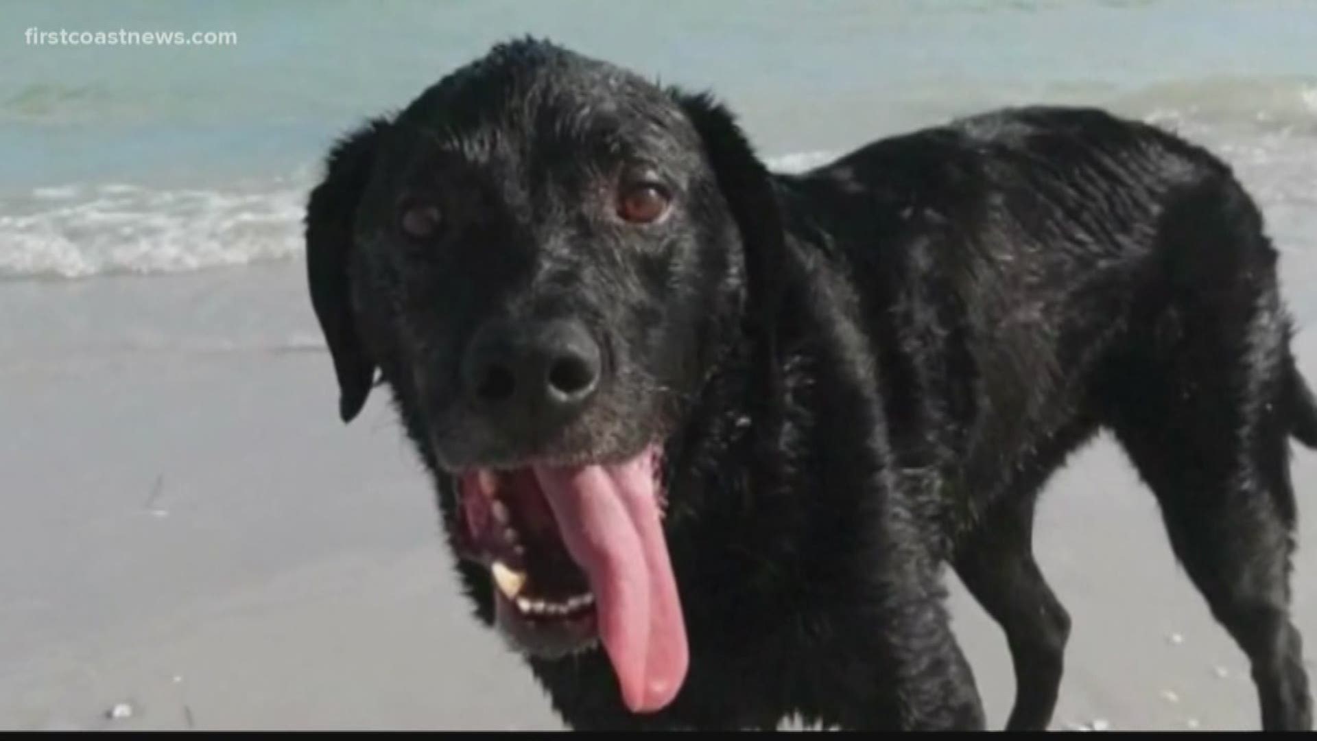 A pet owner is heartbroken after his beloved dog dies from taking in too much salt water during a trip to the beach.