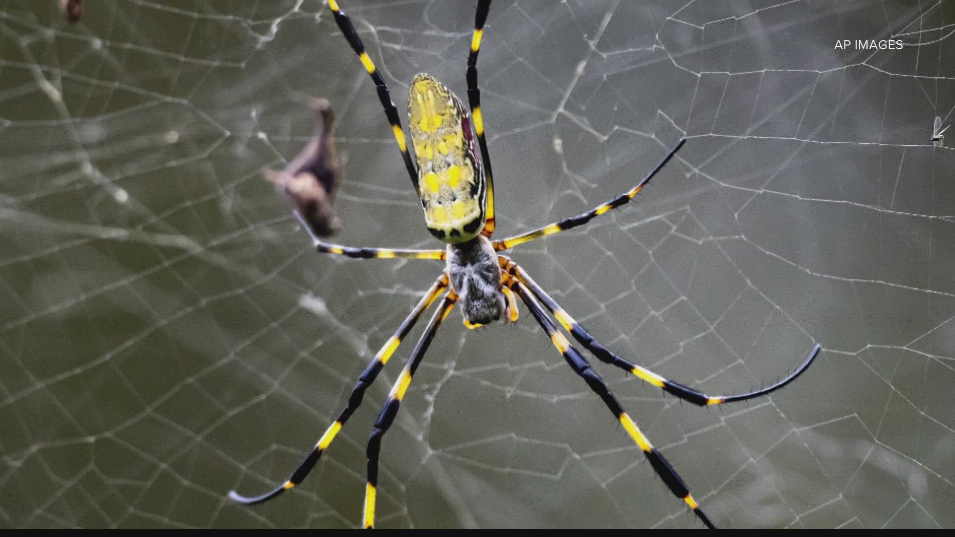 Not to be confused with the banana spider, the Joro was first spotted in Georgia around 2014. The species is headed to Florida by hitching on cars and "ballooning."