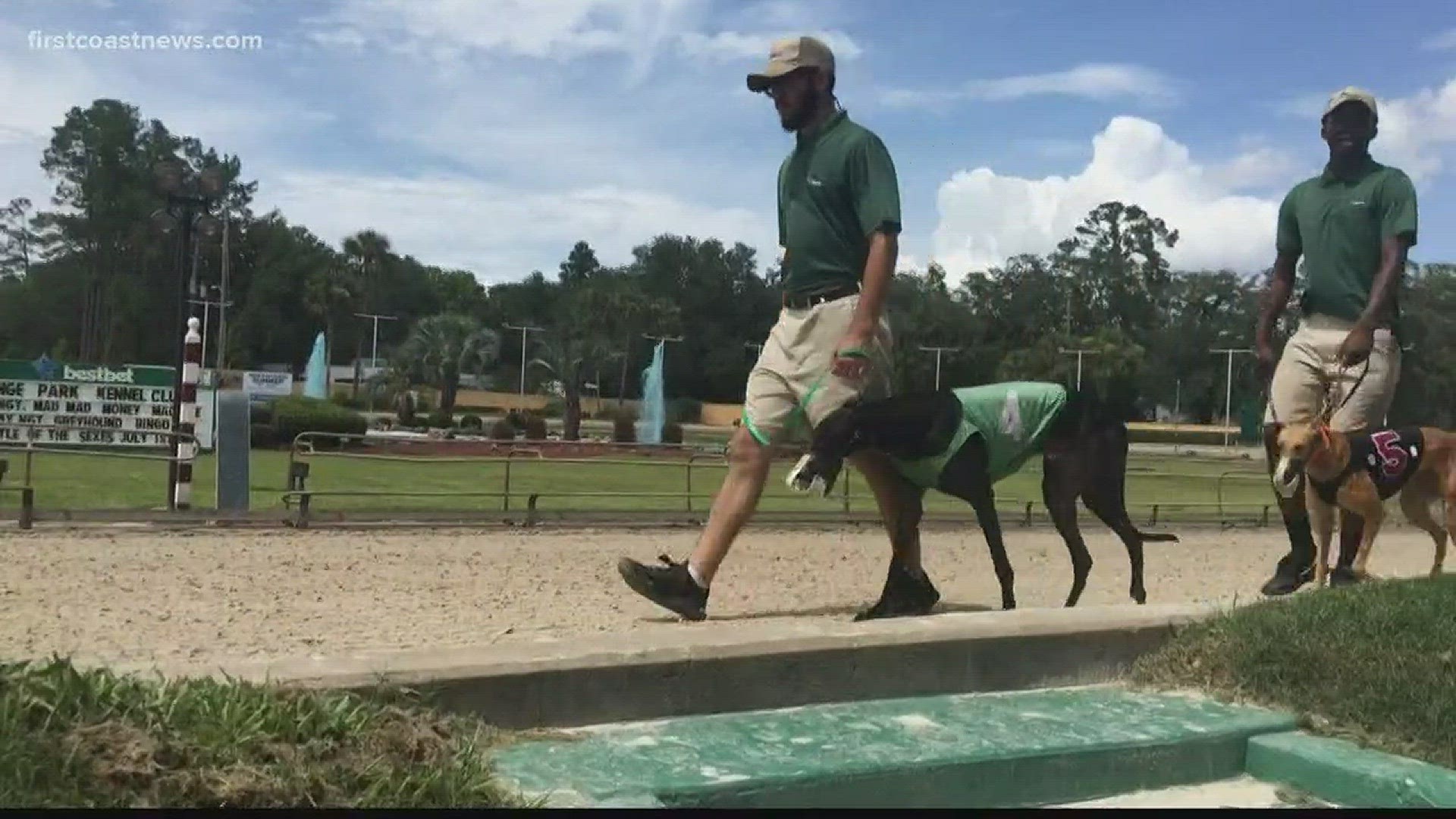 FCN's Julia Jenae has an update on the ongoing controversy surrounding greyhound racing and drug testing.