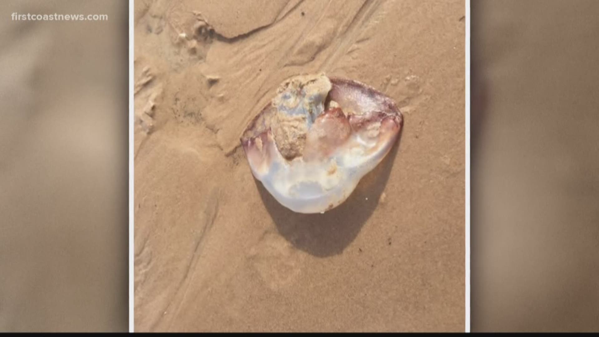 Cannonball jellyfish washing ashore on local beaches