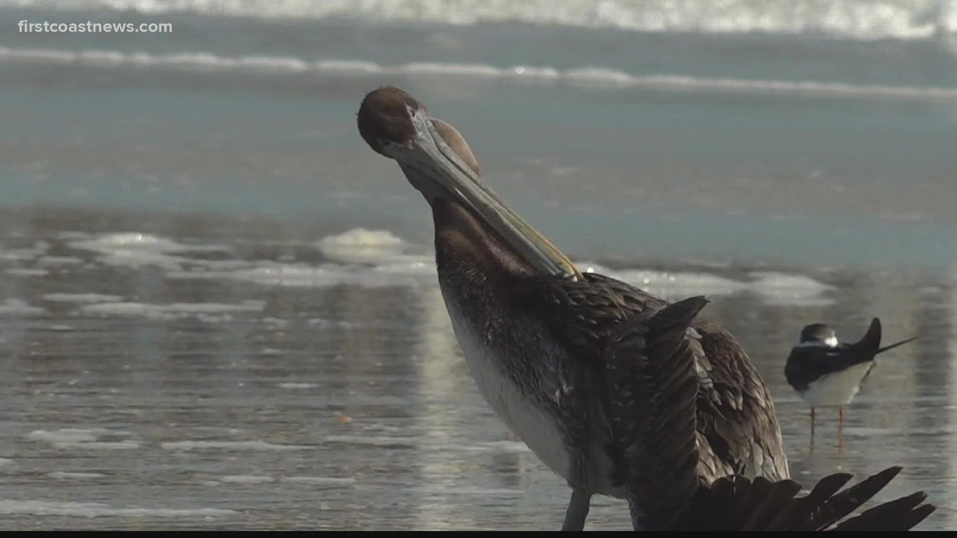 Animal control eventually came to the scene Wednesday afternoon to take the pelican to a bird rescue facility.