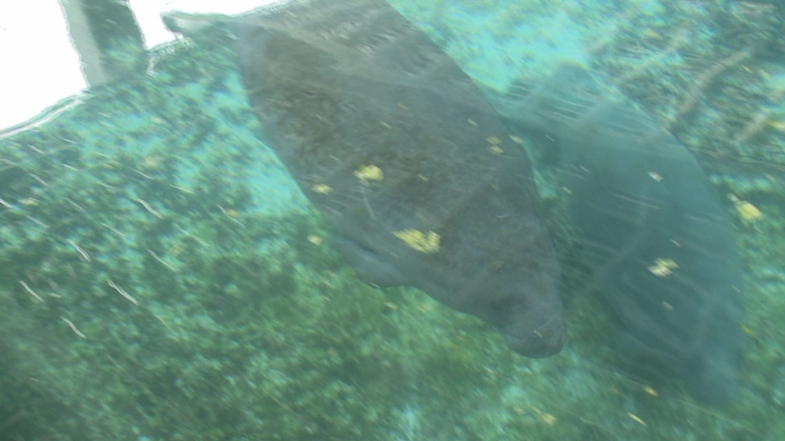 More Florida manatees are dying from boat strikes, here's how you can