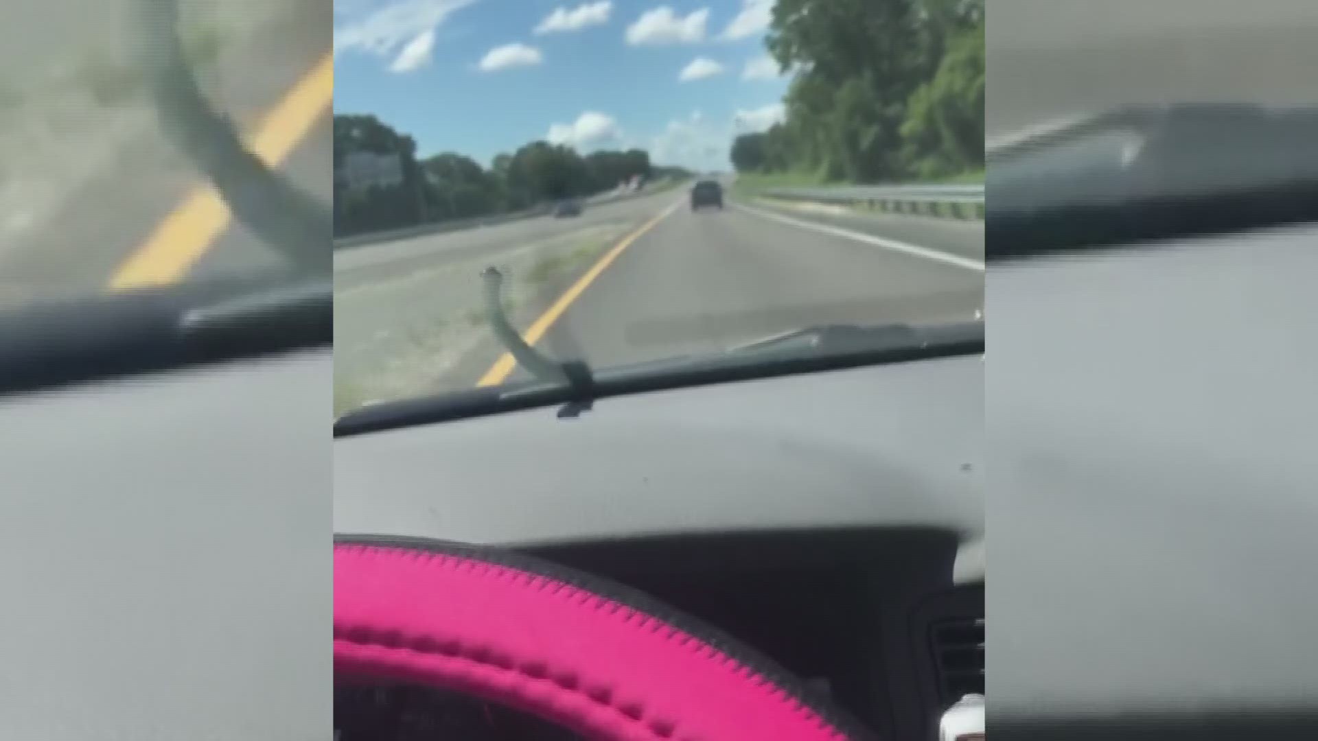 Lily Evans captured this video of a snake on her windshield as she was driving in Jacksonville, Fla.