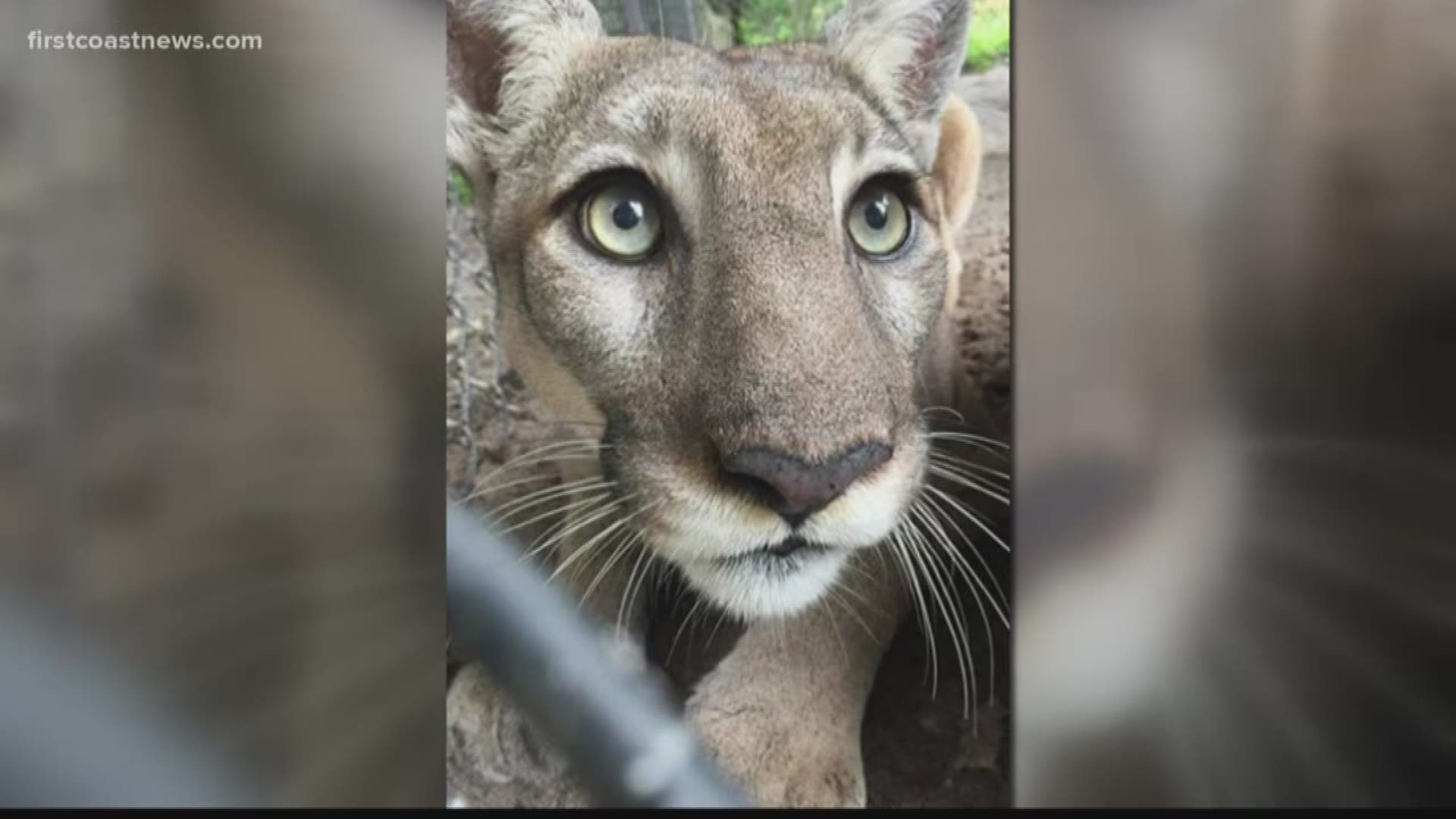 The Zoo says that Babs was rescued as a kitten with her sister Kakki and brought to the Zoo after their mother abandoned them. Both panthers have been with the Jacksonville Zoo and Gardens since March 2005.