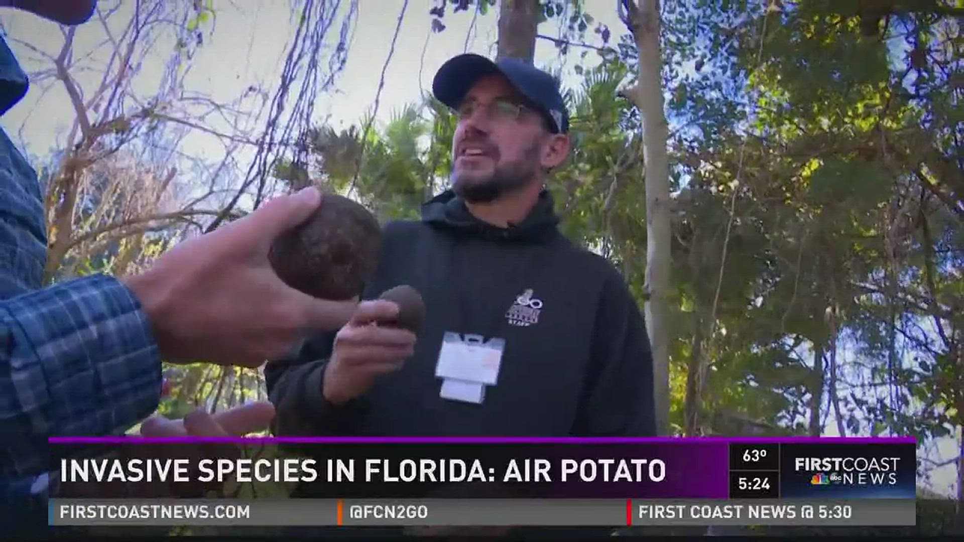 Invasive species in Florida: Air potato