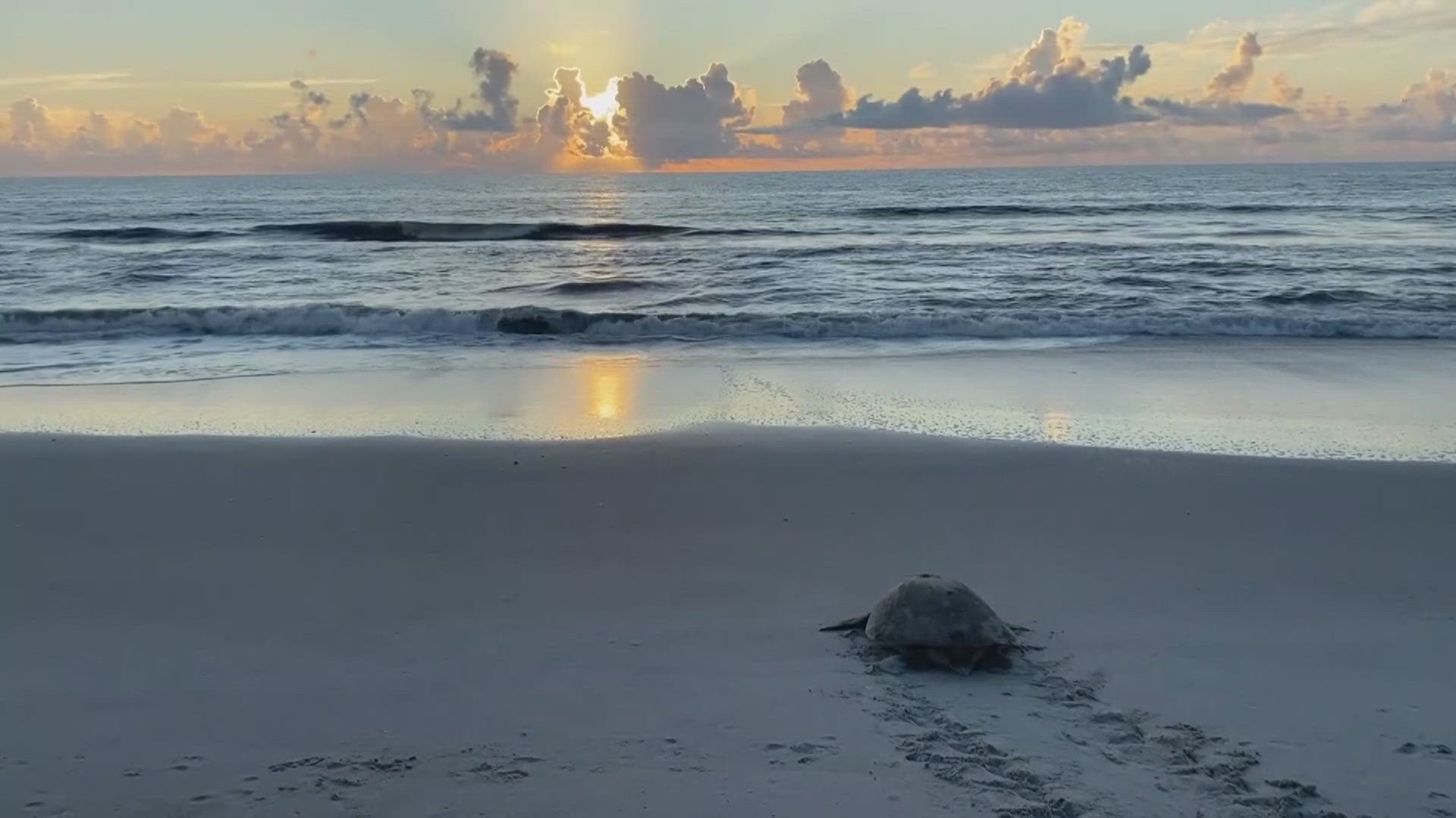 Fun at the beach can have deadly consequences for sea turtles if not cleaned up properly.