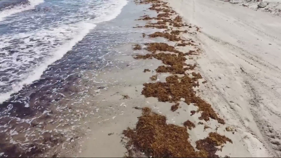 Florida Study finds deadly bacteria in Sargassum