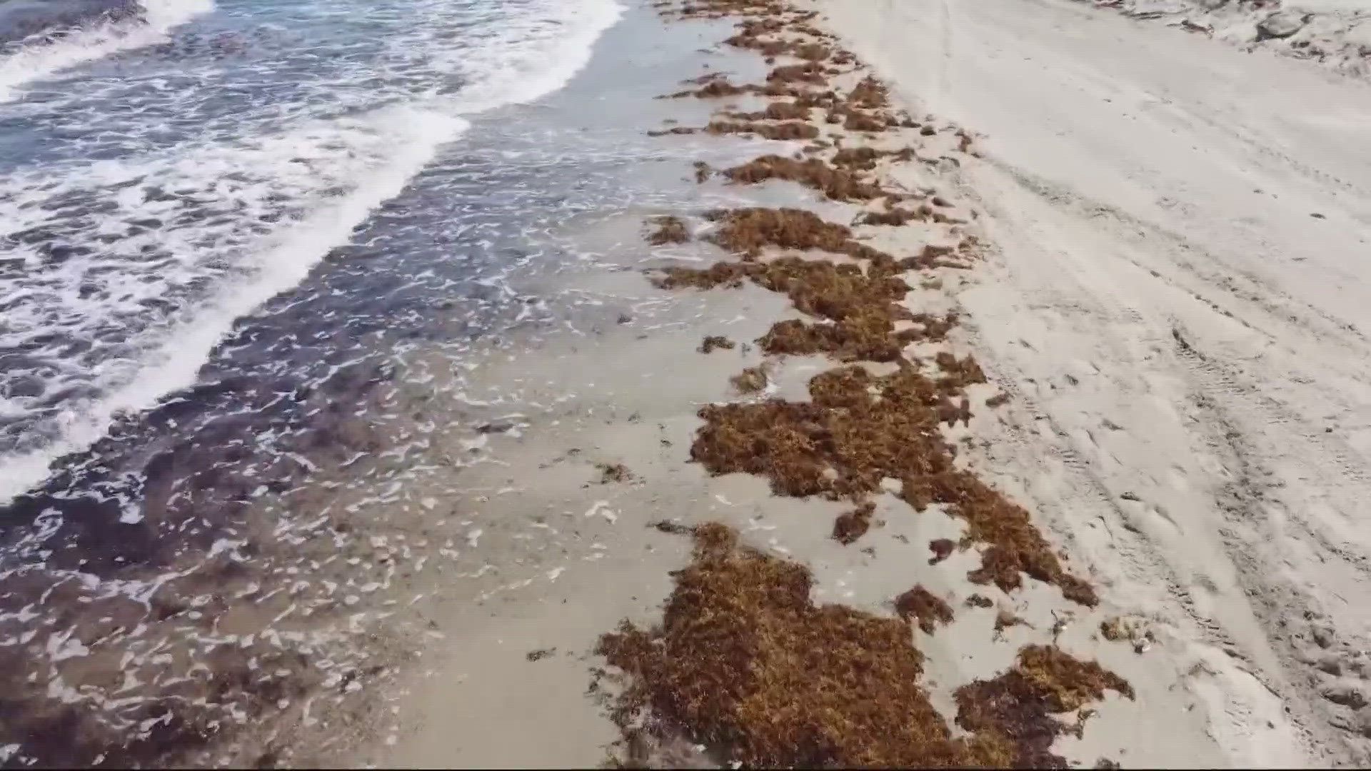 Jacksonville University professor, Anthony Ouellette, says people with liver and kidney diseases and open wounds should be careful around the brown seaweed.