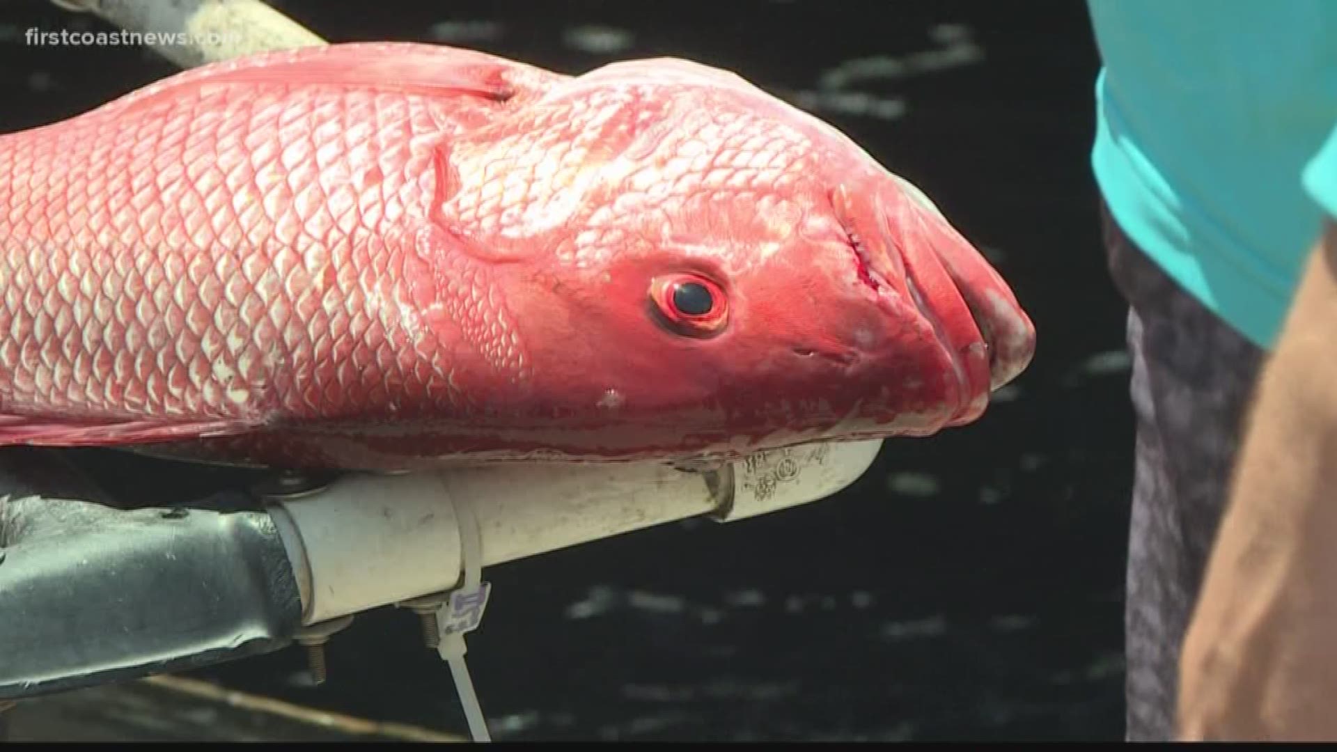 The federal government has opened the red snapper season. Fishermen and women are heading to the Atlantic and the Gulf of Mexico in droves.