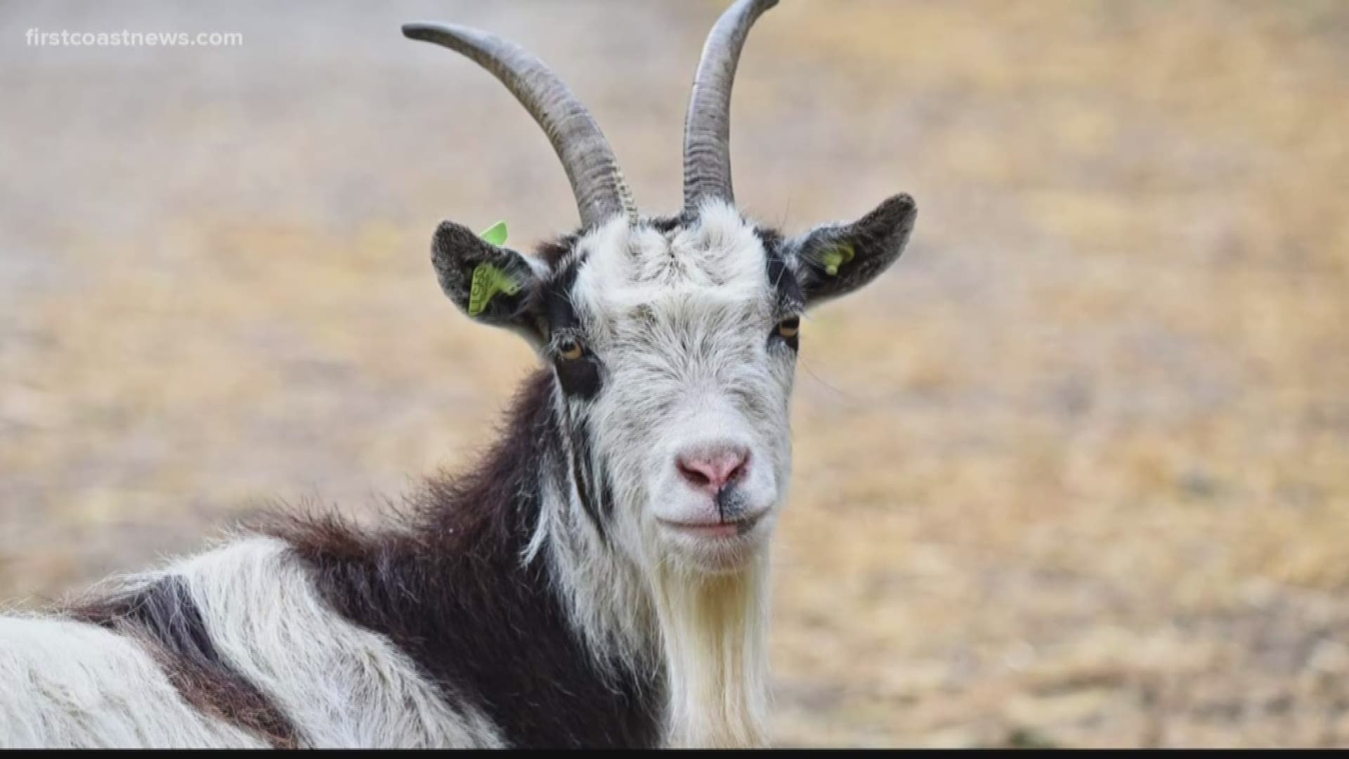 The goats will be contained in an electric fence and have livestock guardian dogs that will accompany the goats to protect them.