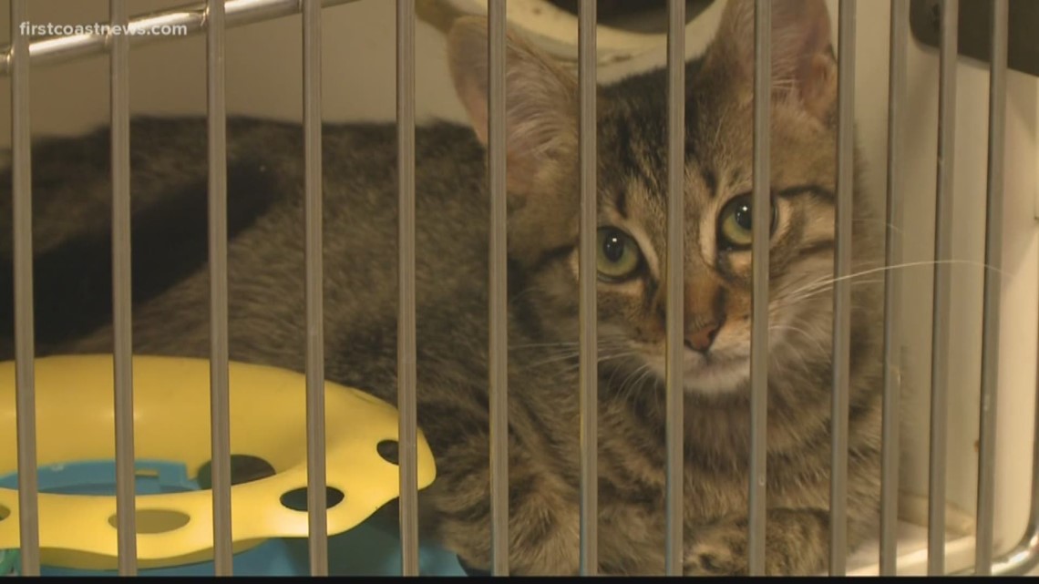 Pet adoptions are free for national 'Clear the Shelters' event