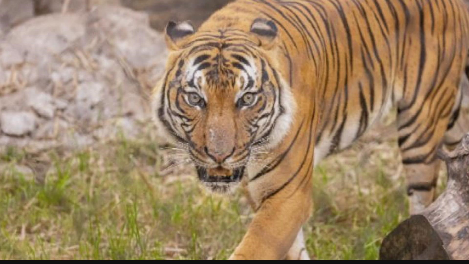 Jacksonville Zoo And Gardens welcomes critically endangered Malayan Tiger.