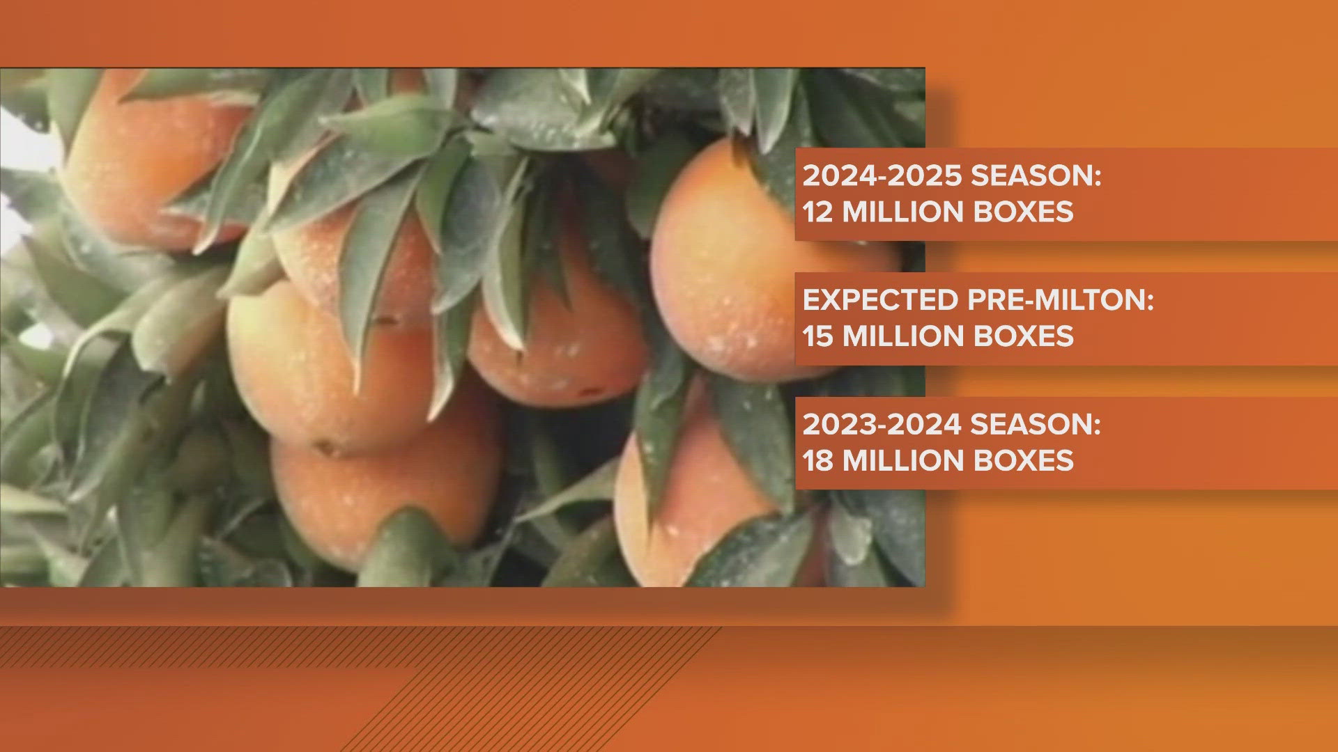 A forecast from the USDA shows Florida is projected to produce enough oranges to fill 12 million, 90-pound boxes, three million less than expected before Milton.