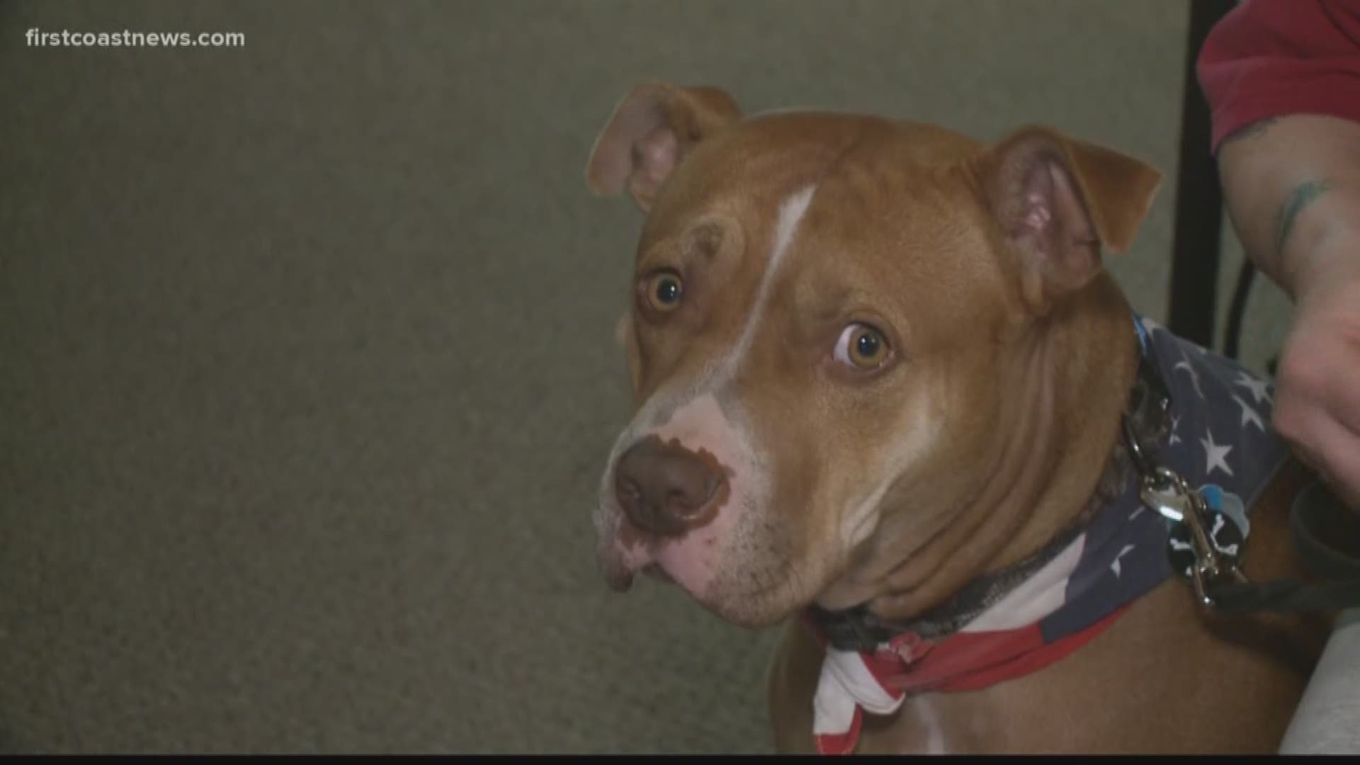 Woman facing eviction due to breed of emotional support animal |  