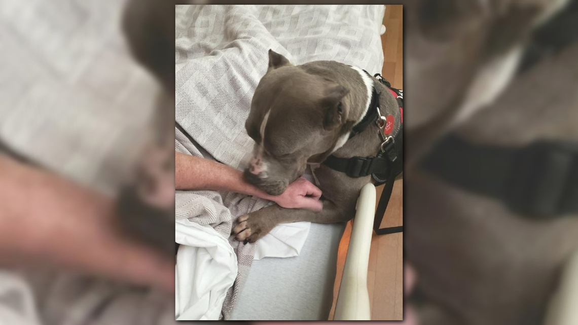 American Pitbull Terrier  Centerville Animal Hospital