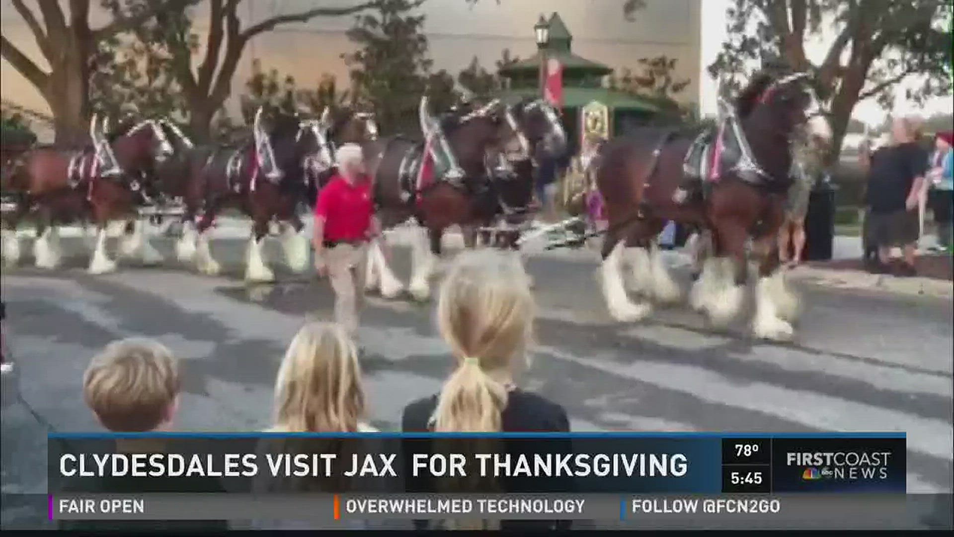 Budweiser Clydesdale horses visiting Jax for Thanksgiving