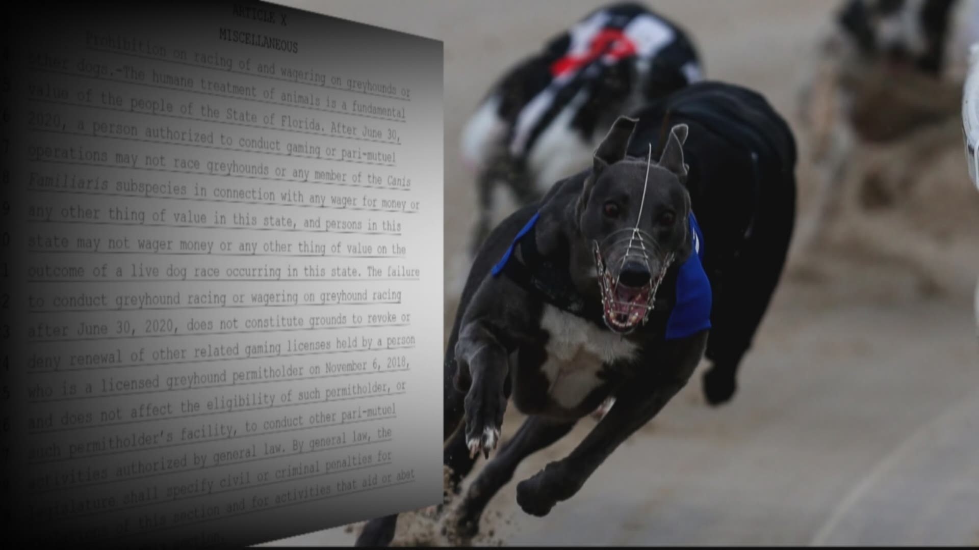 Greyhound bill could end racing