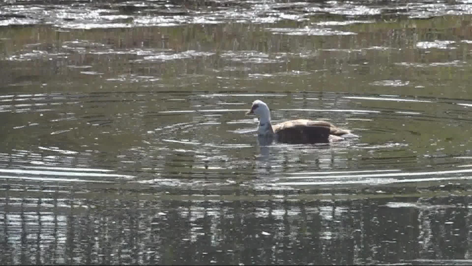 FWC said it's performing a necropsy to determine what is killing the birds. It said it could be bird flu and is urging residents to stay away from the ducks for now.