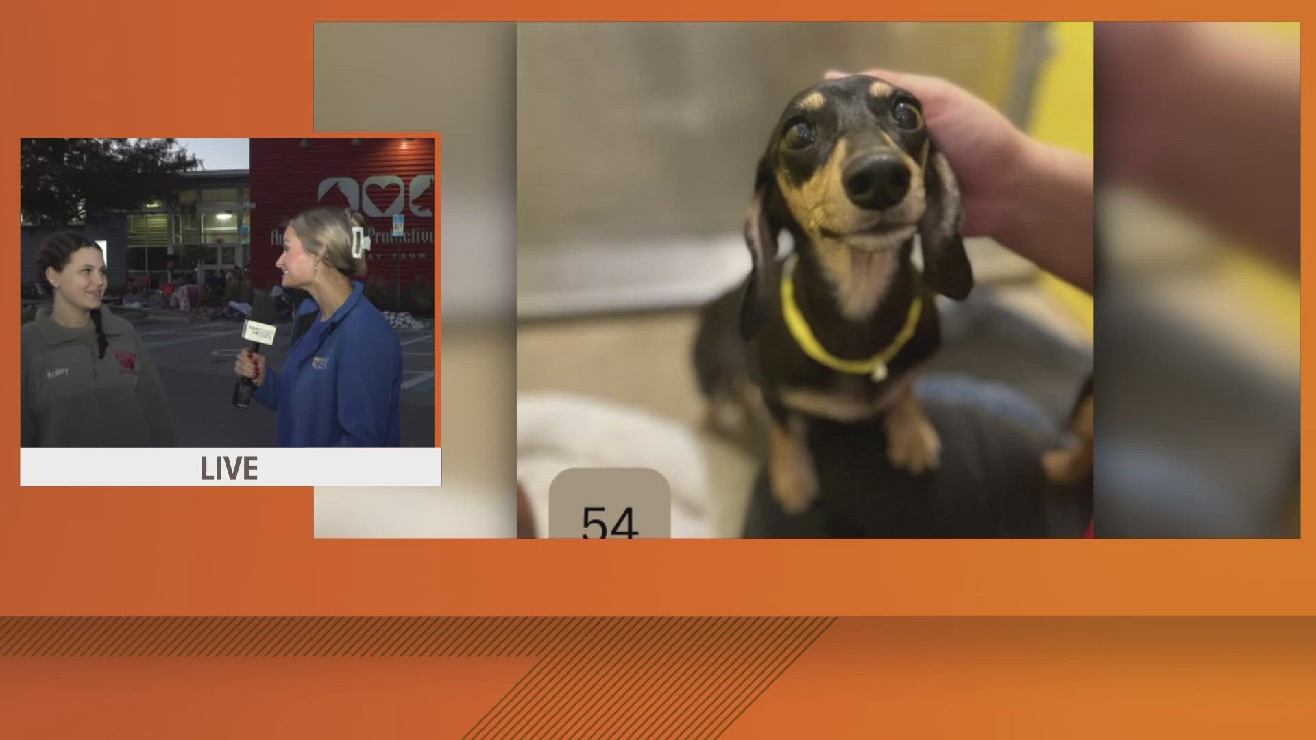 Jacksonville Animal Care & Protective Services put 19 dachshunds up for adoption.