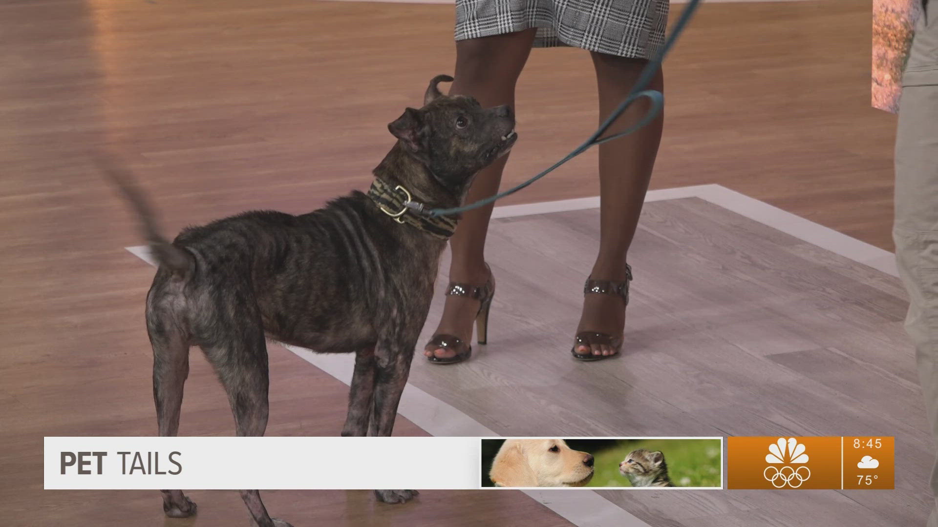All adoptions at the Jacksonville Humane Society are currently $20 for Labor Day weekend.