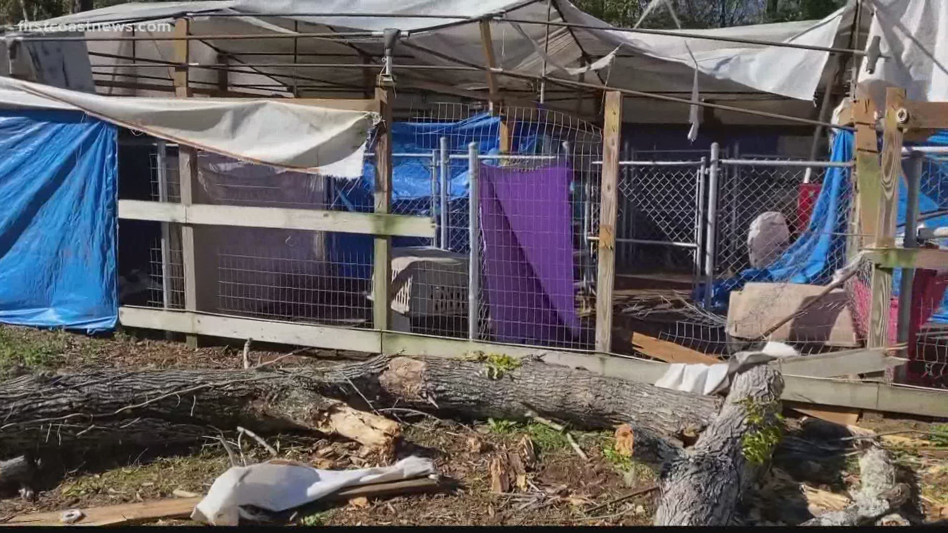 Nassau Co. dog sanctuary seeks help after tree damages roof, kennels