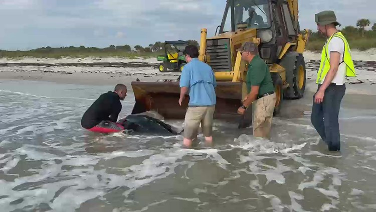 Leatherback turtle washes up on Hanna Park beach in Jacksonville