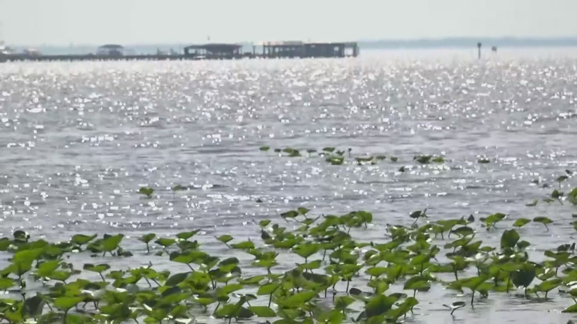 One major finding in the report is 60 tributaries of the St. Johns River in Jacksonville do not meet state water quality standards because of fecal contamination.