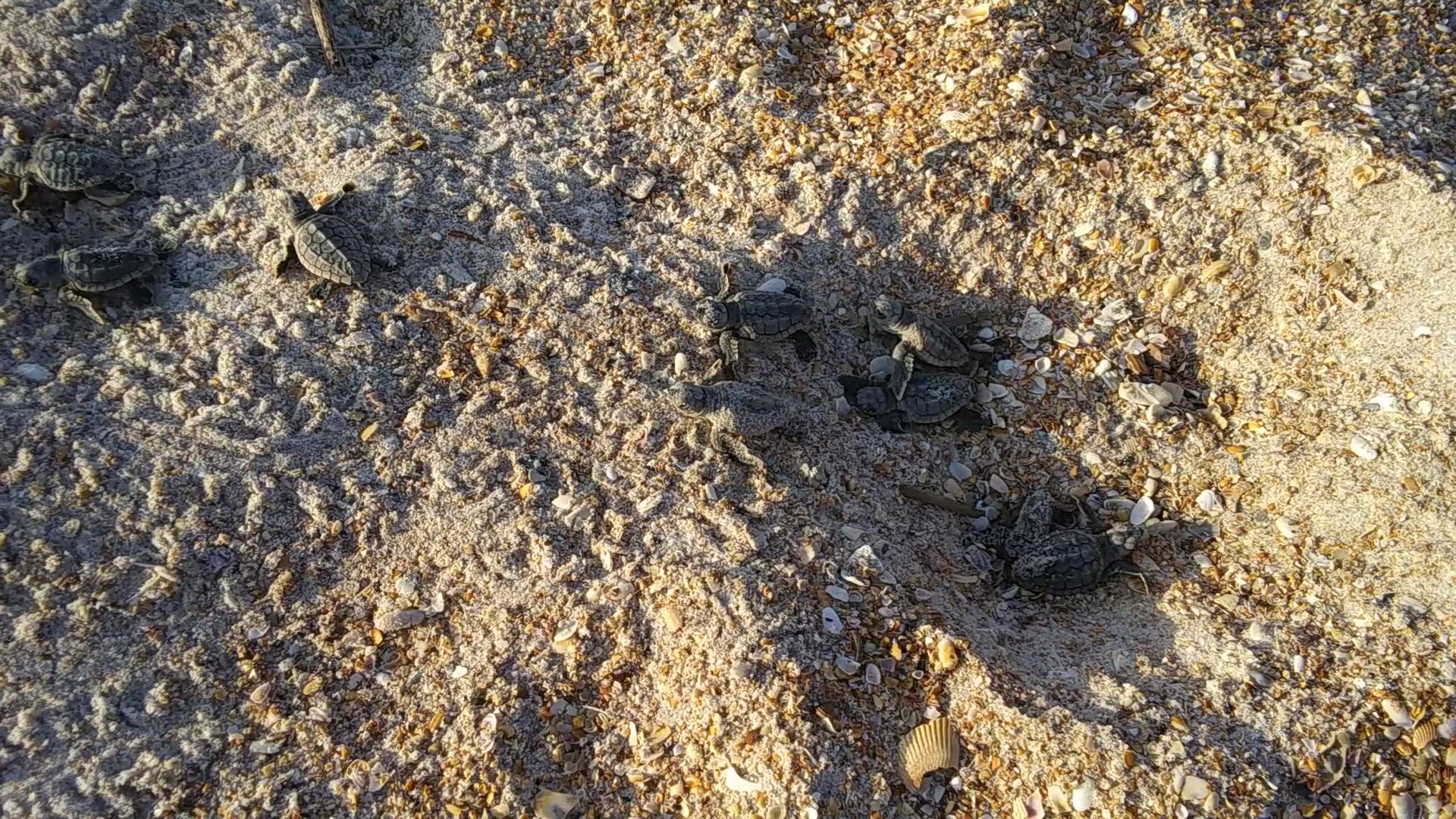 These baby turtles are the first of the year at Micklar's Landing. Welcome to the world! Courtesy of Irene Kaufman.