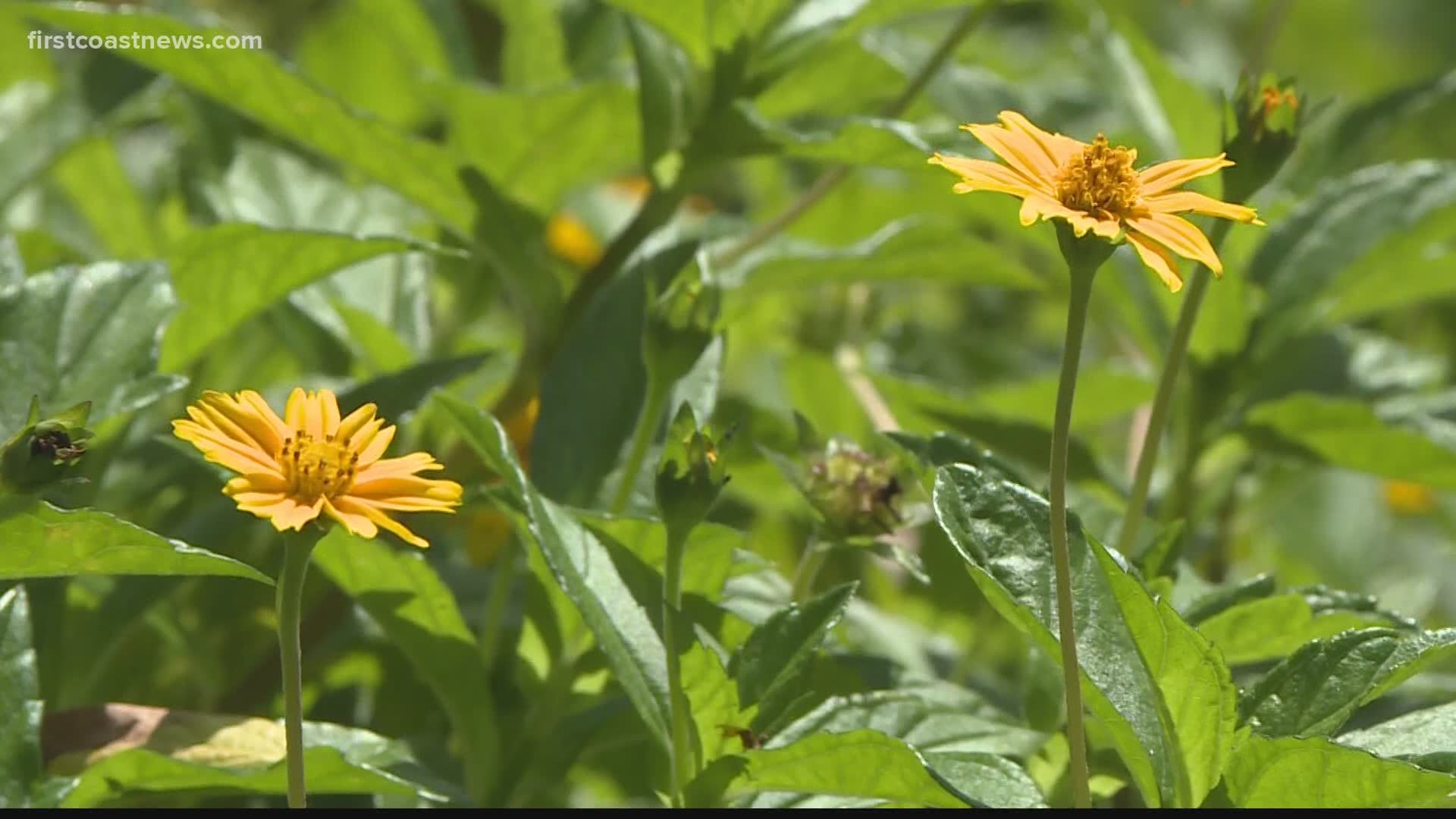 Neighbors who have lost landscaping due to past storms are turning to plants that can handle the influx of saltwater.