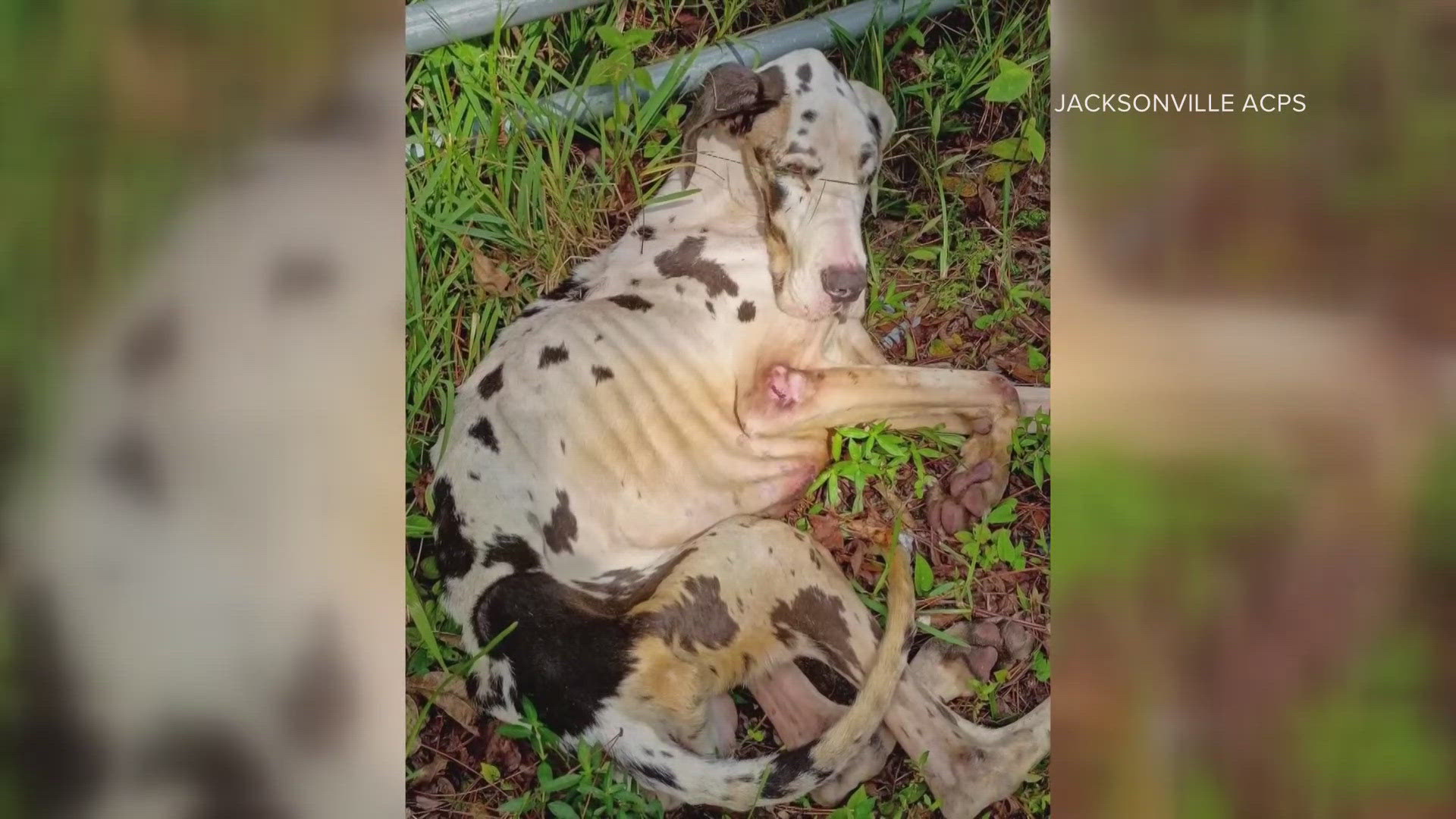 Oak the Great Dane was found malnourished and abandoned on the side of the road. The community gathered Sunday to mourn his death as the owner prepares for court.