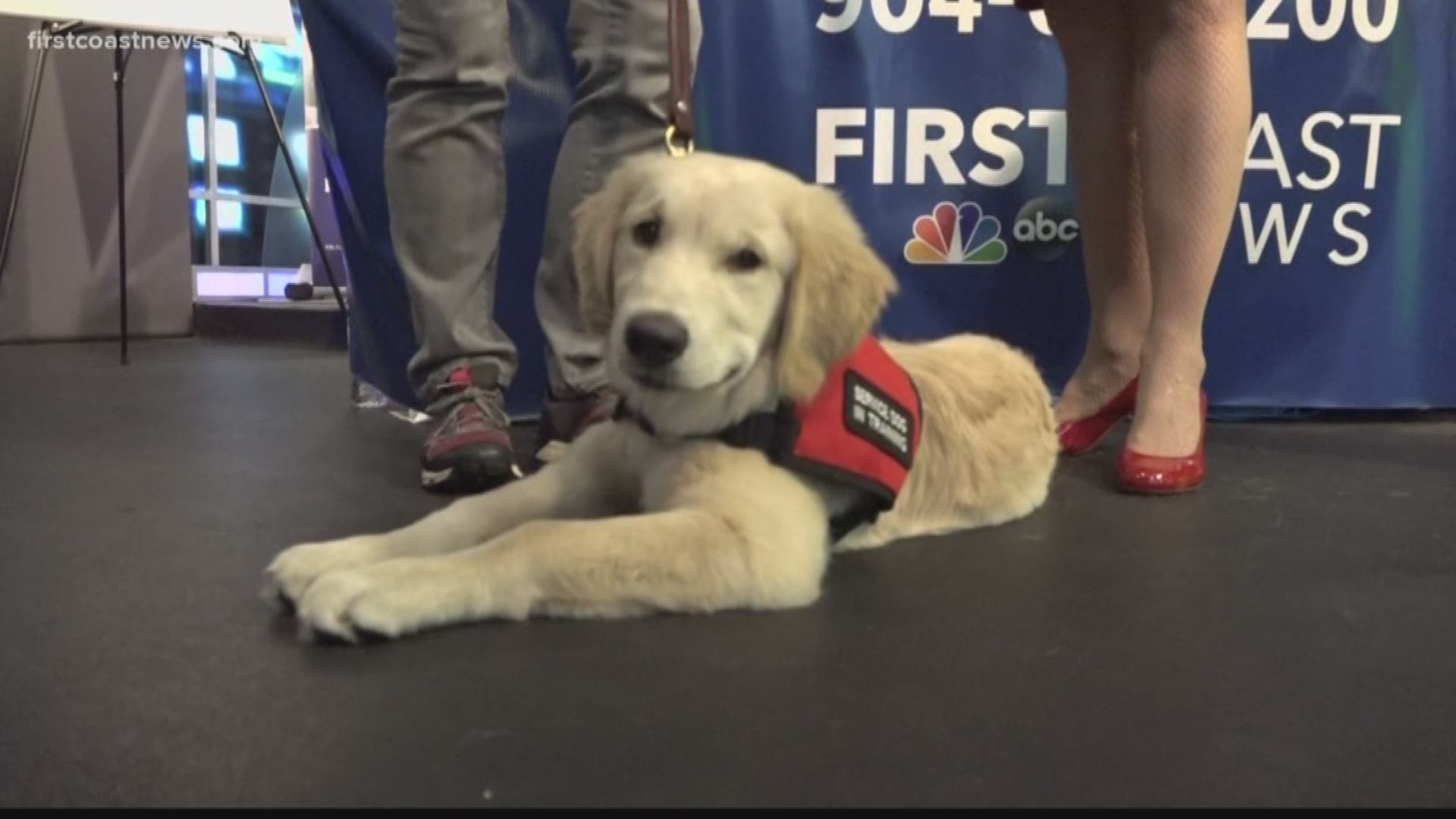 First Coast News is teaming up with K9s For Warriors this Veterans Day to help raise money that will go directly to helping veterans in need.