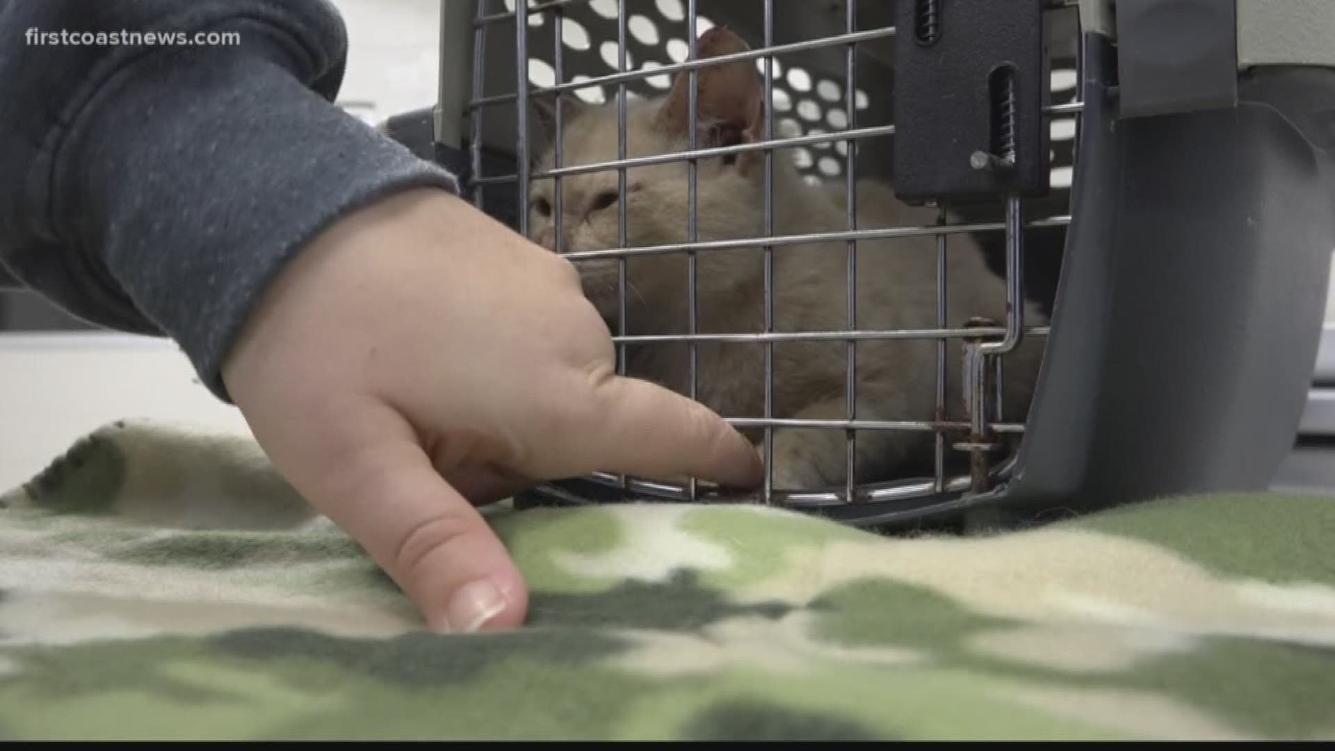 The Jacksonville Humane Society is taking in several animals that were displaced during the hurricane.