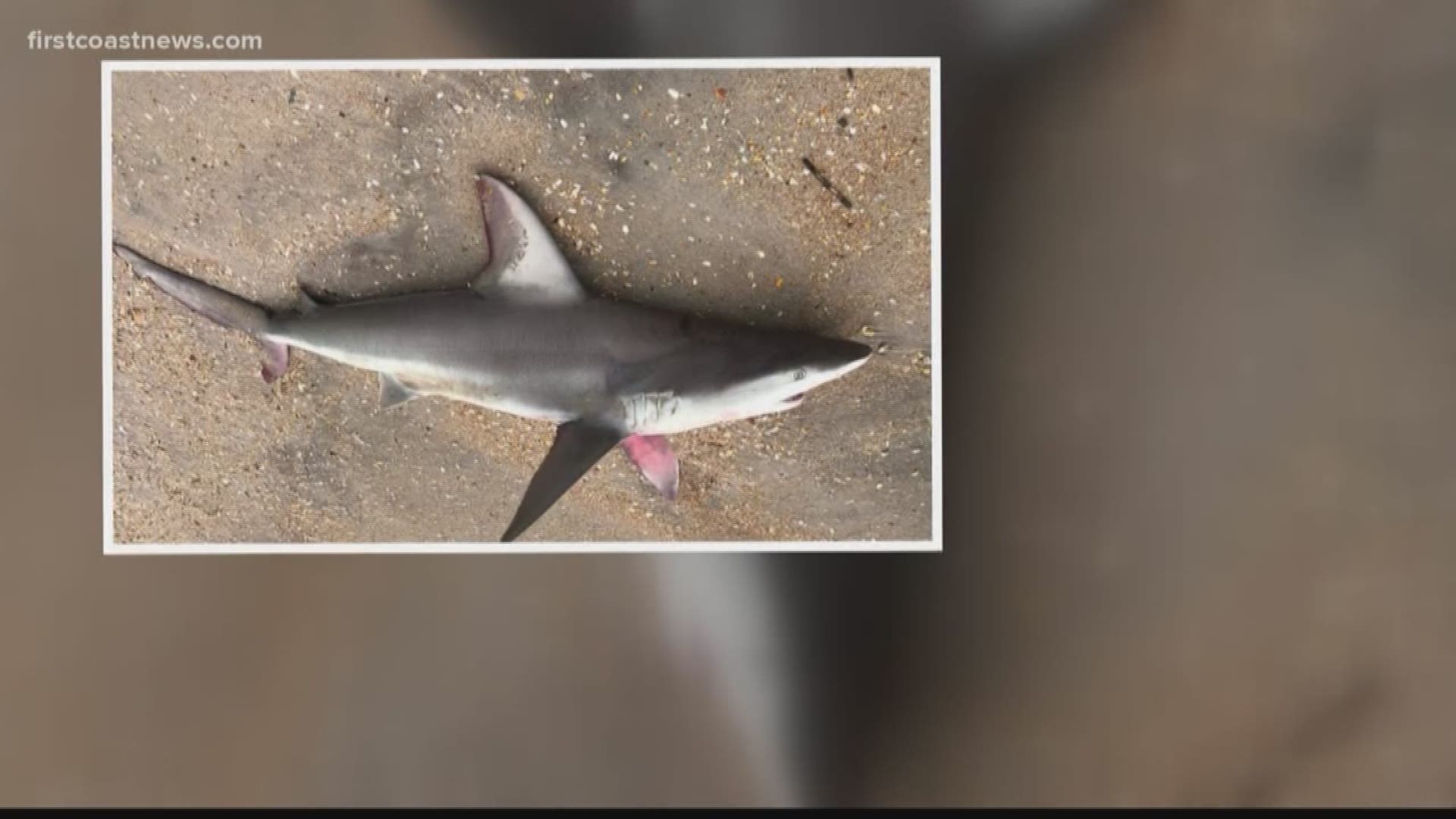 Officials say there's a chance the shark died due to illness from ingesting plastic and trash from the ocean.