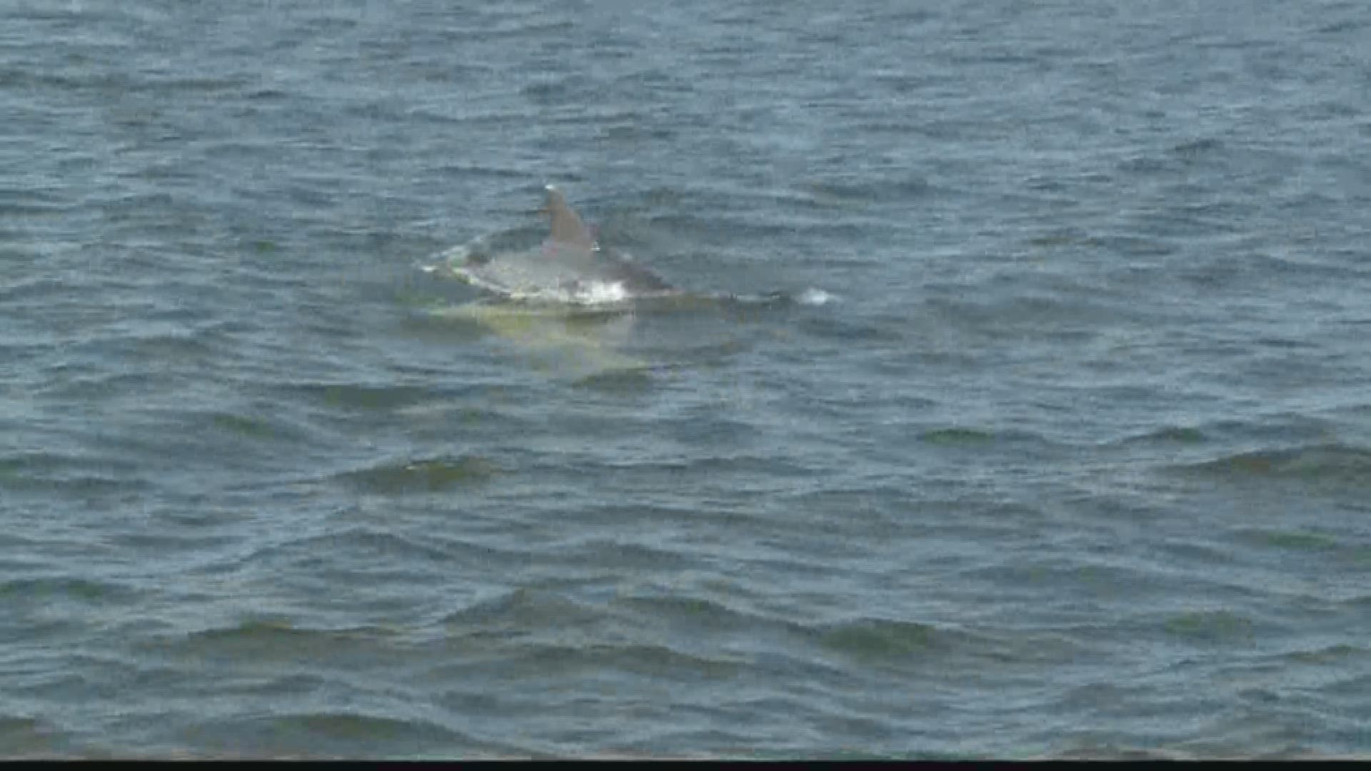 What's causing deaths of local dolphins? 