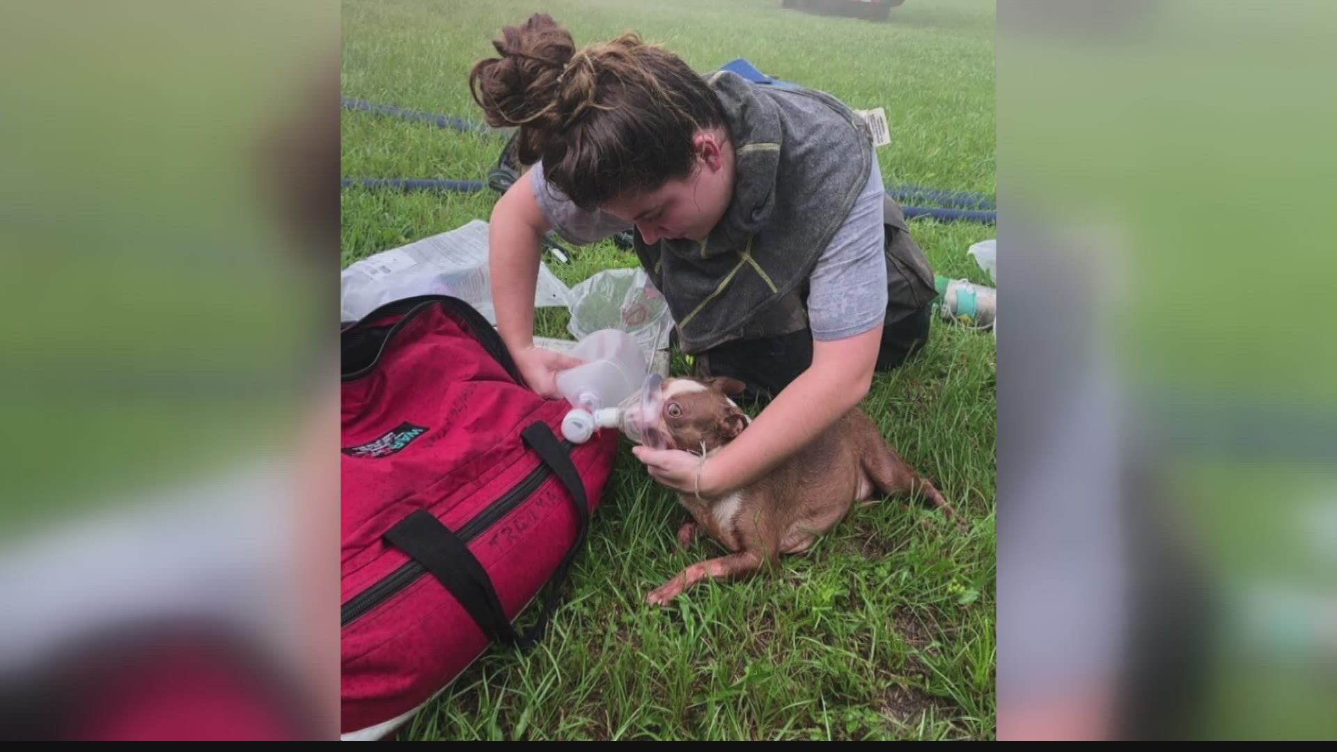 The homeowner was not home at the time, the puppies were treated for smoke inhalation.