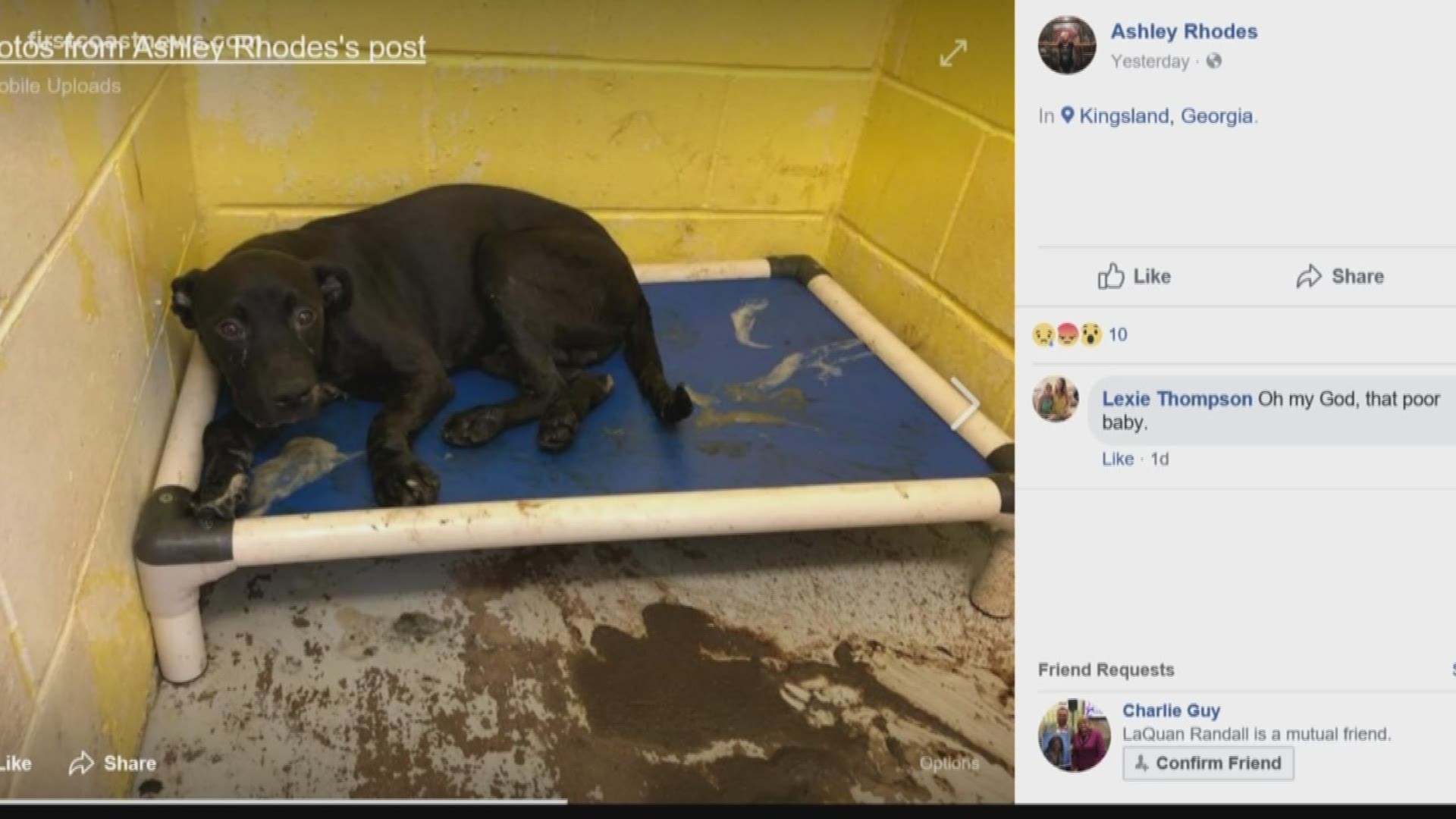 A former employee accuses the Camden Co. Humane Society of having deplorable conditions.