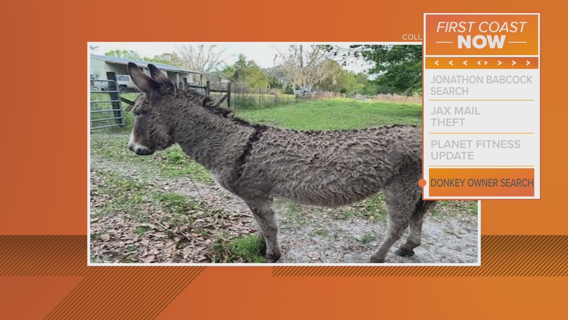 The donkey was found near Moore Road on Monday, according to the sheriff's office.