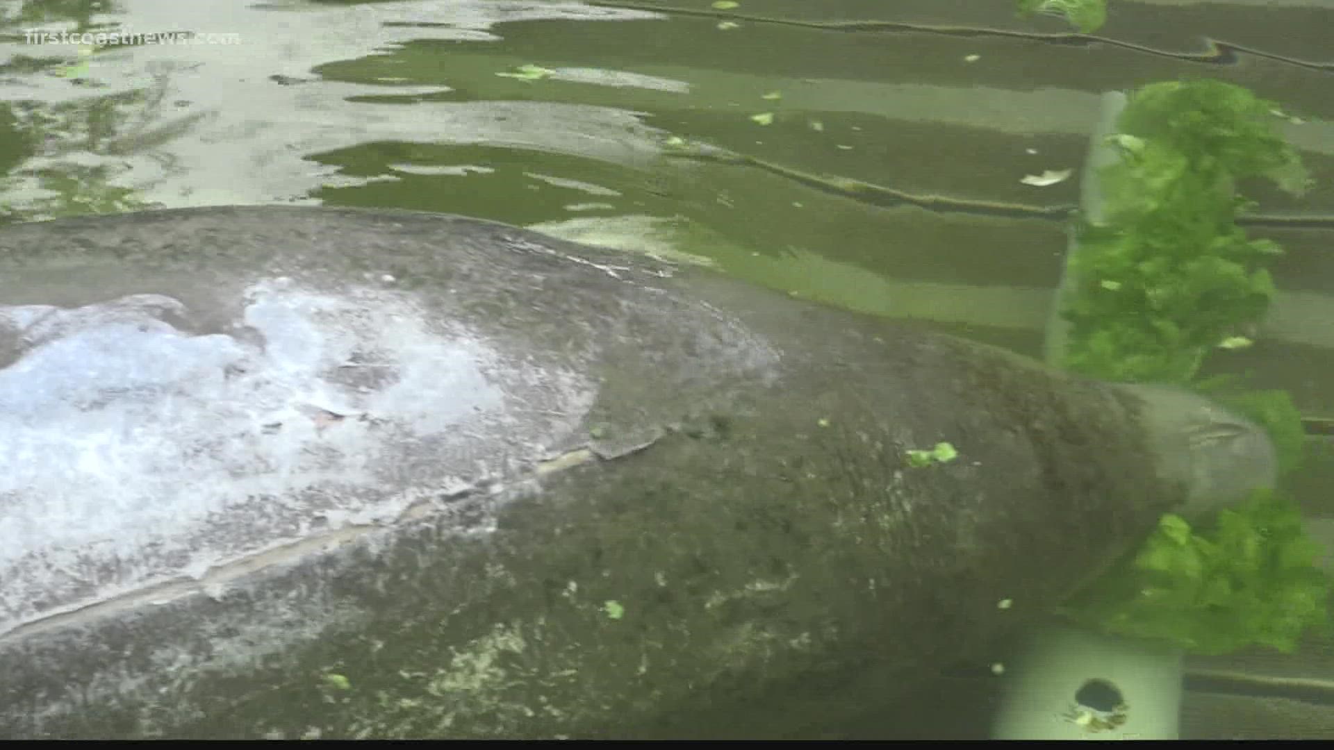 The manatee was transported to Jacksonville Zoo and Gardens to recover.