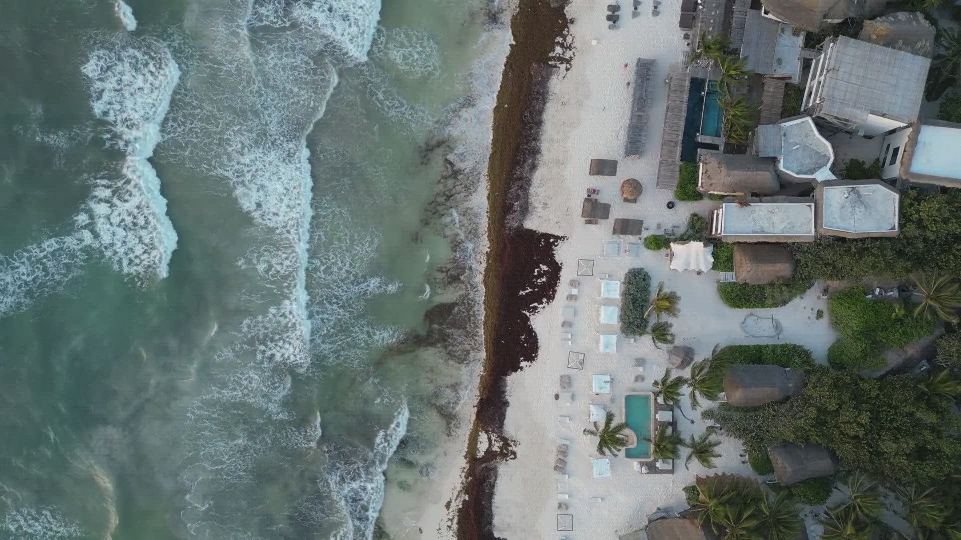 A look at what Sargassum is and what we can expect in 2024 in Florida.