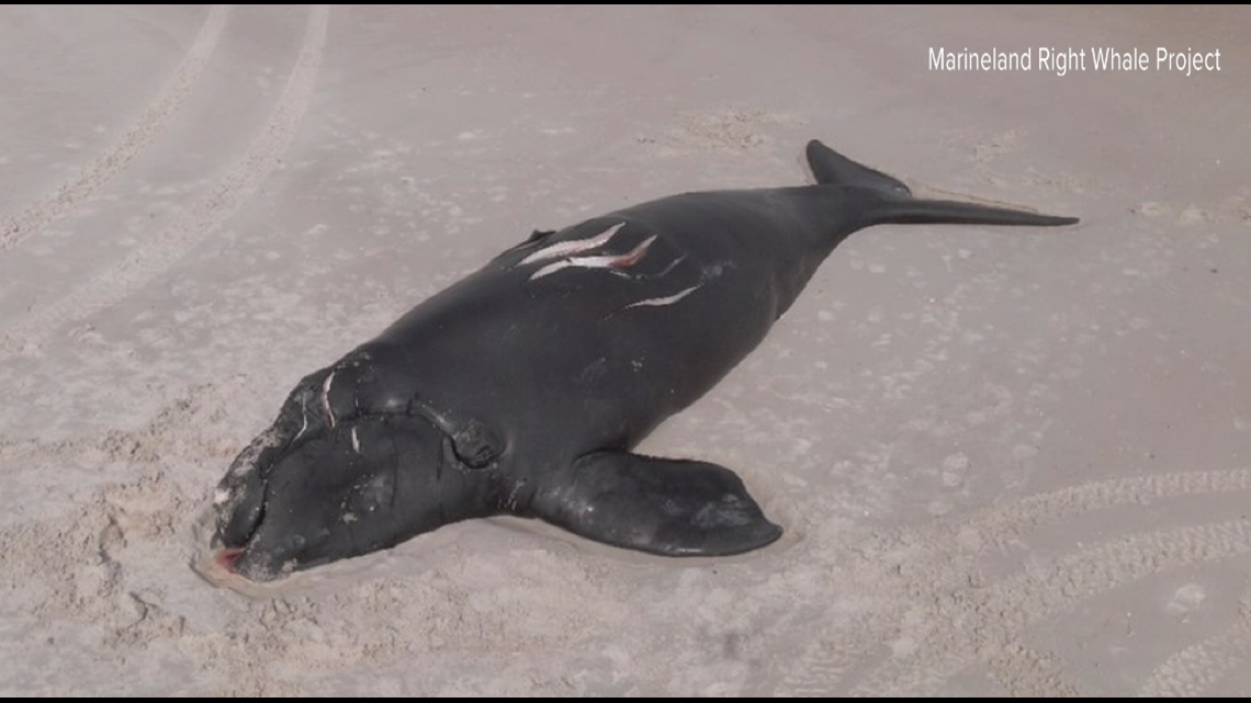 Endangered whale calf's death underscores need for boaters to be aware of surroundings - Vimarsana News