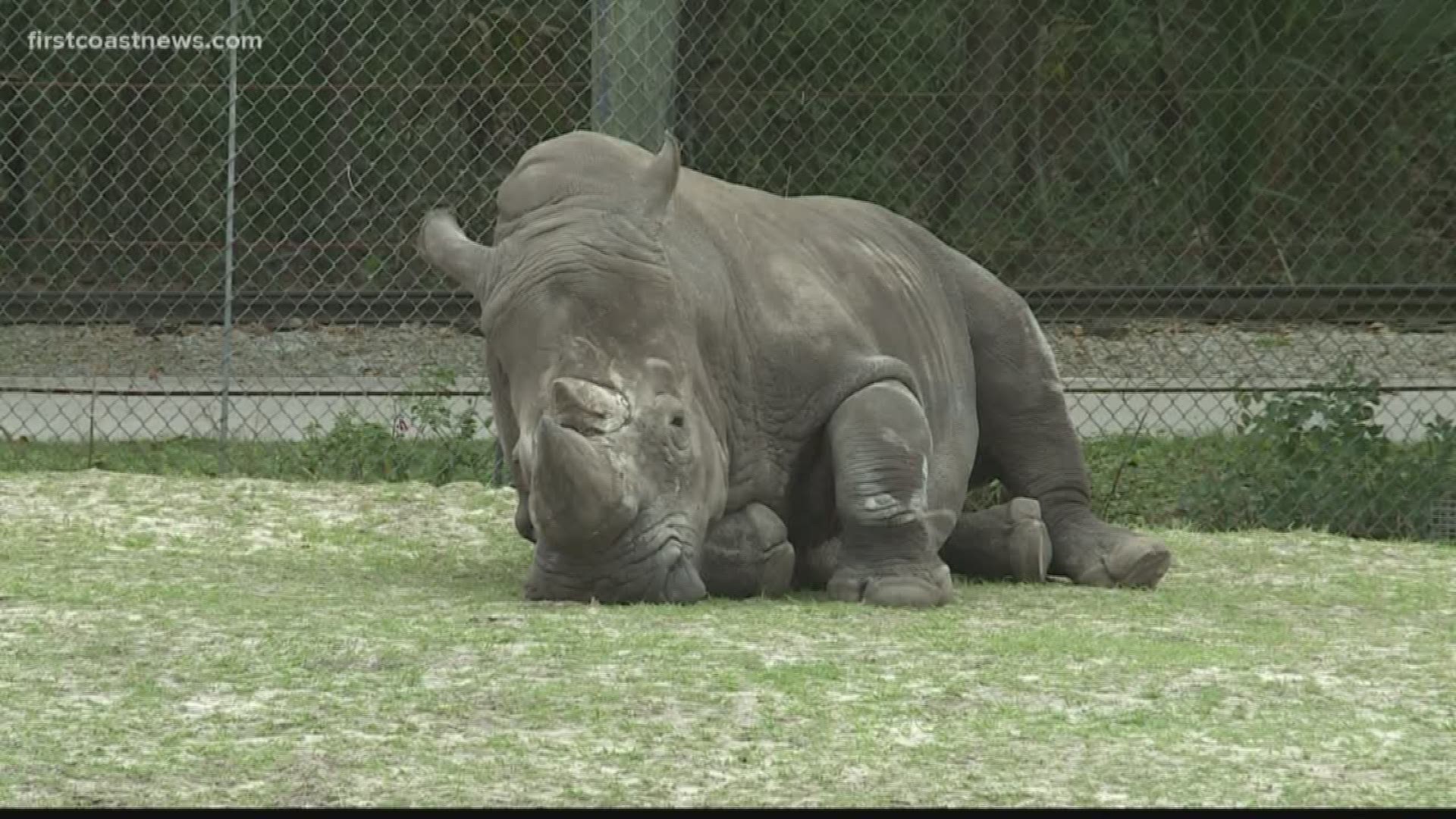 A zookeeper at the Jacksonville Zoo is expected to be OK after she was seriously injured by a rhino who struck her with his horn.