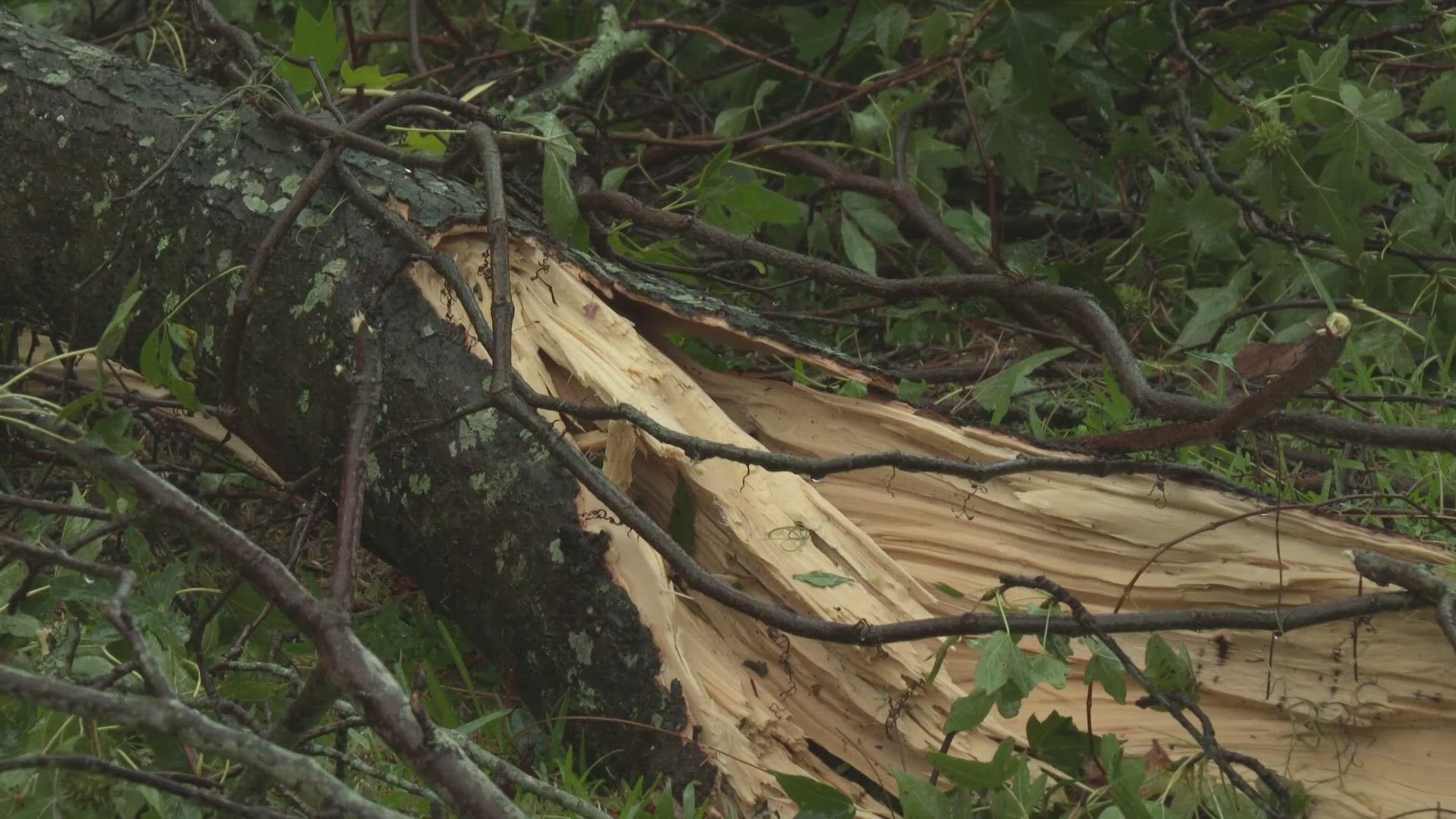 The storm snapped trees in half, and knocked out power for San Jose residents Monday afternoon.